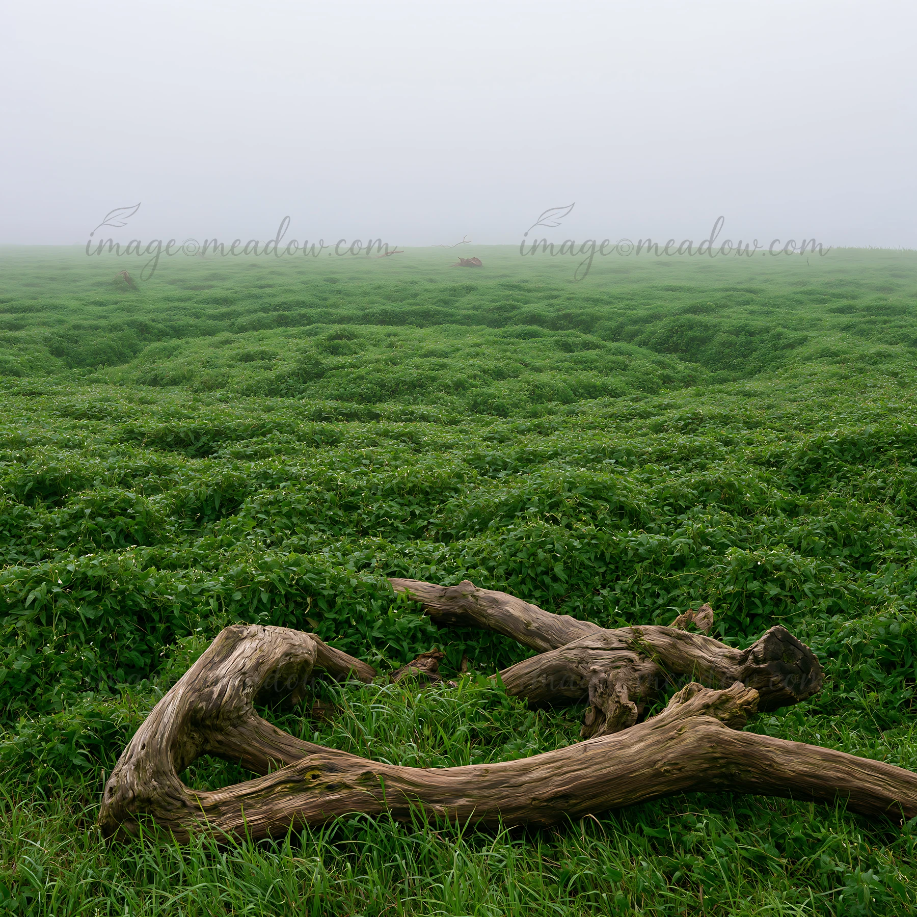 Driftwood lies in the foreground of a lush green meadow in Chiba's coastal area. The landscape appears foggy, adding a unique atmosphere to the scene.