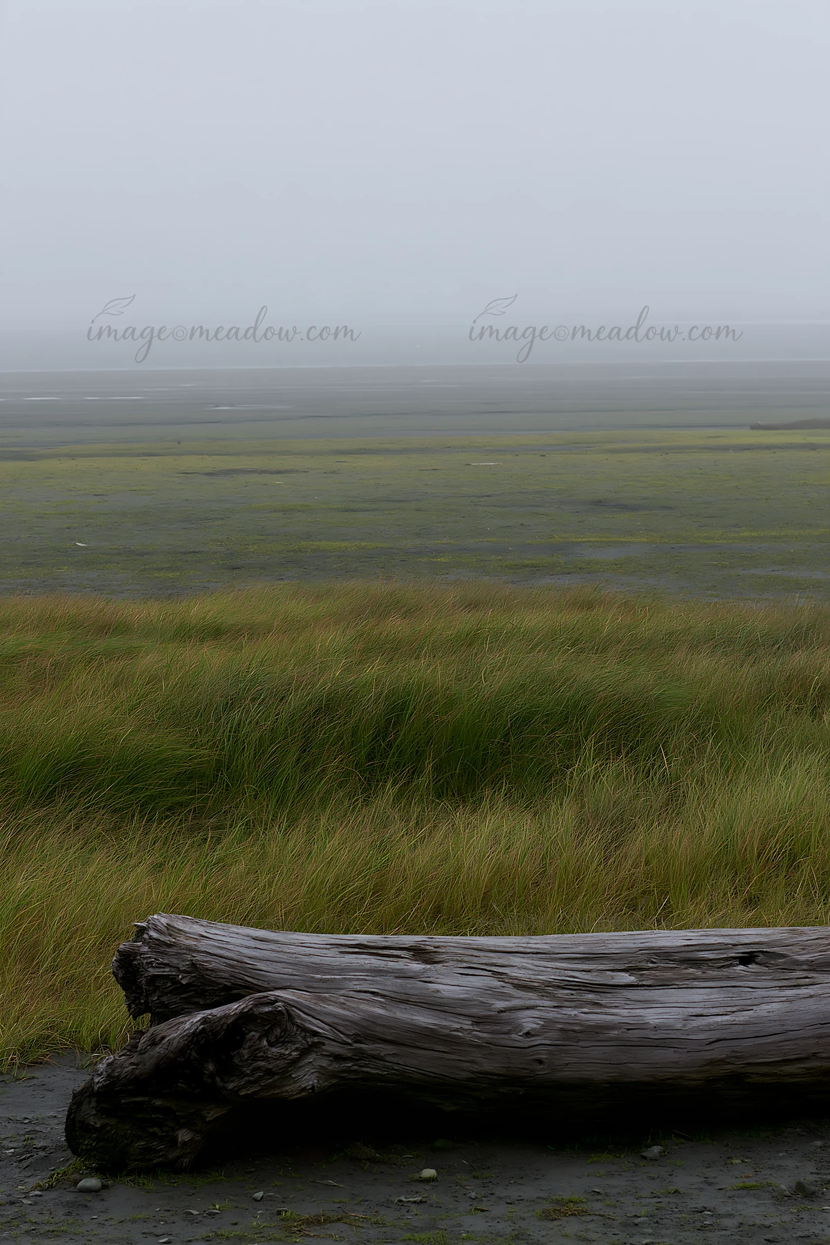 Driftwood rests in the foreground of a meadow by the coast in Chiba. The landscape shows tall grasses and a hazy view of the beach, creating a soft and muted at