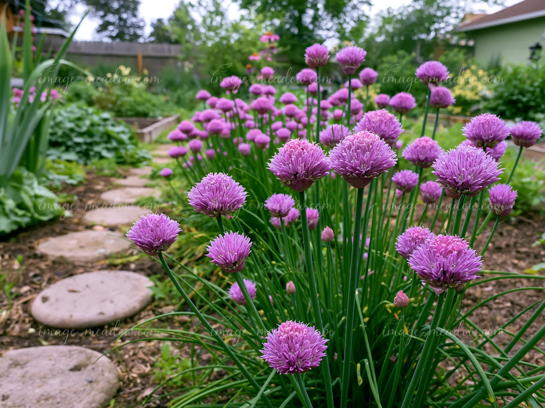 Chive flowers in herb bed grow alongside a stone path in a garden setting.