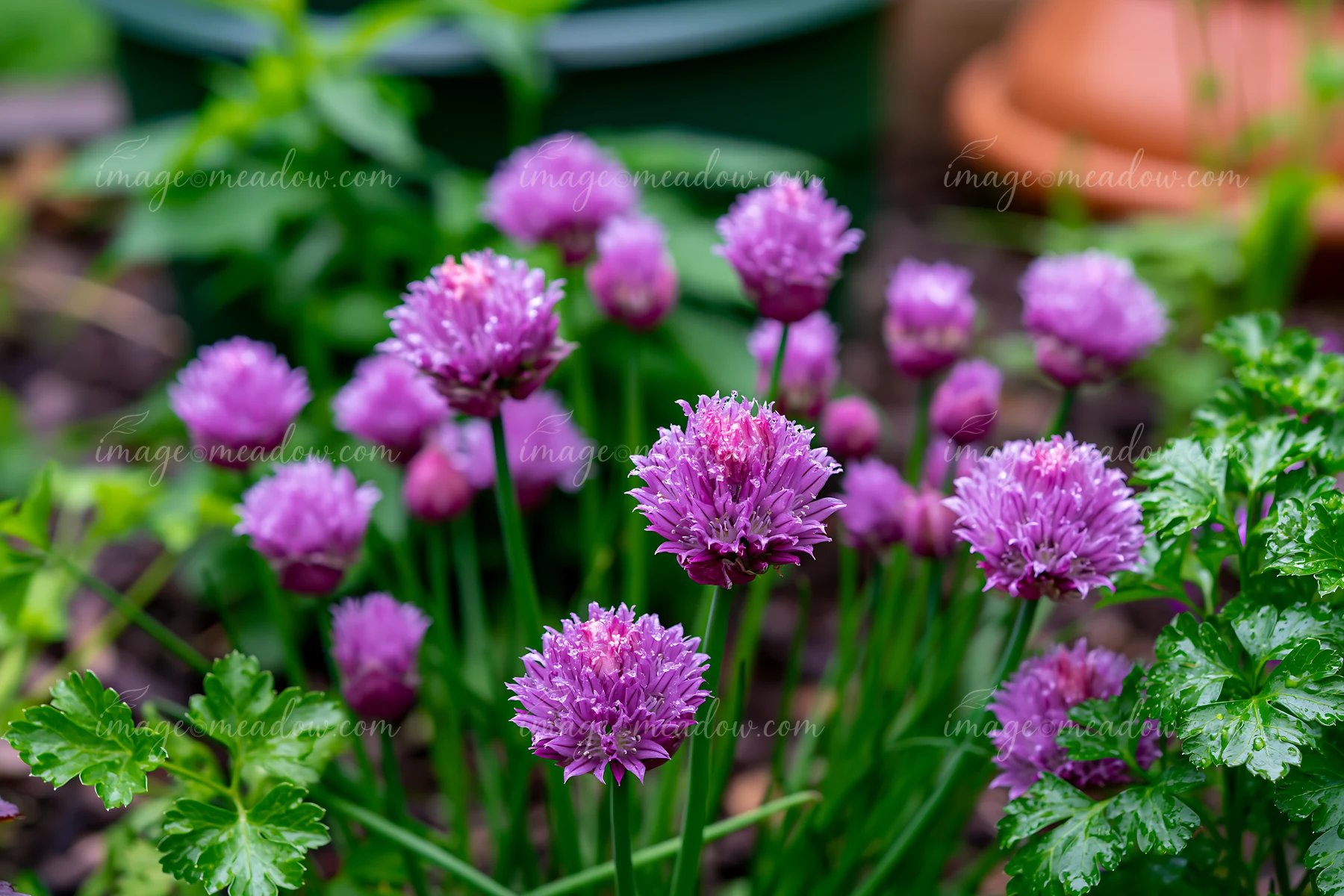 Chive flowers in herb bed show vibrant pink-purple blooms surrounded by green foliage.