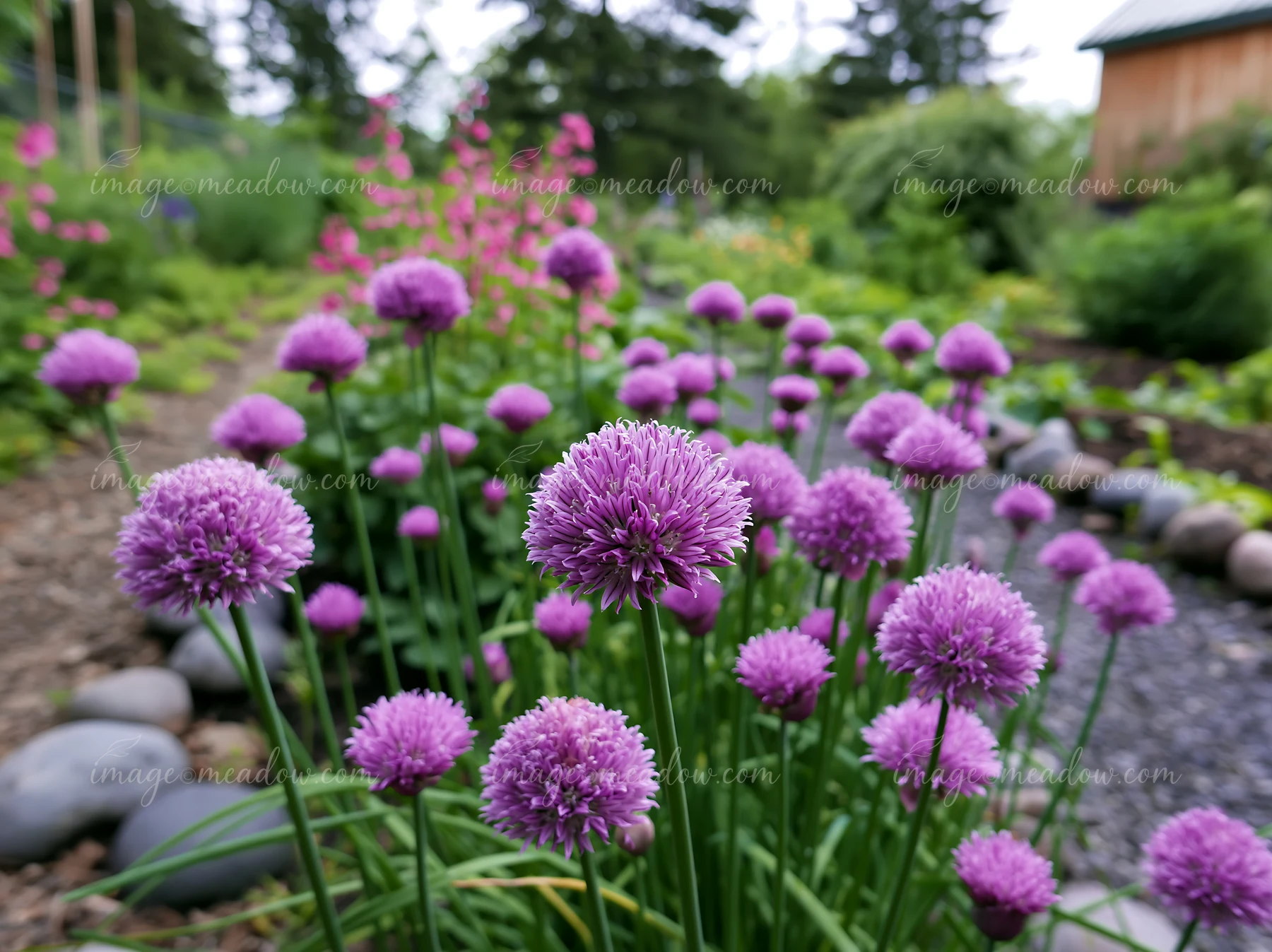 Chive flowers in herb bed stand out with purple blooms, surrounded by greenery.
