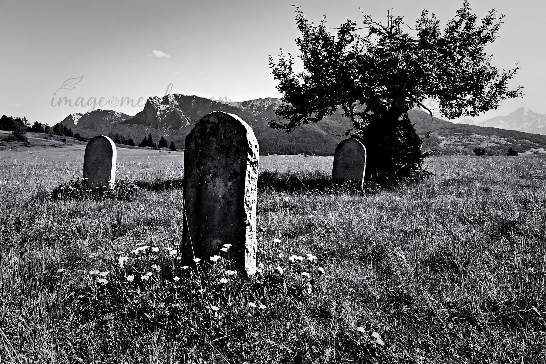 A meadow in the Dolomites has several gravestones surrounded by grass and wildflowers. An apple tree stands nearby. The scene is captured in black and white, hi