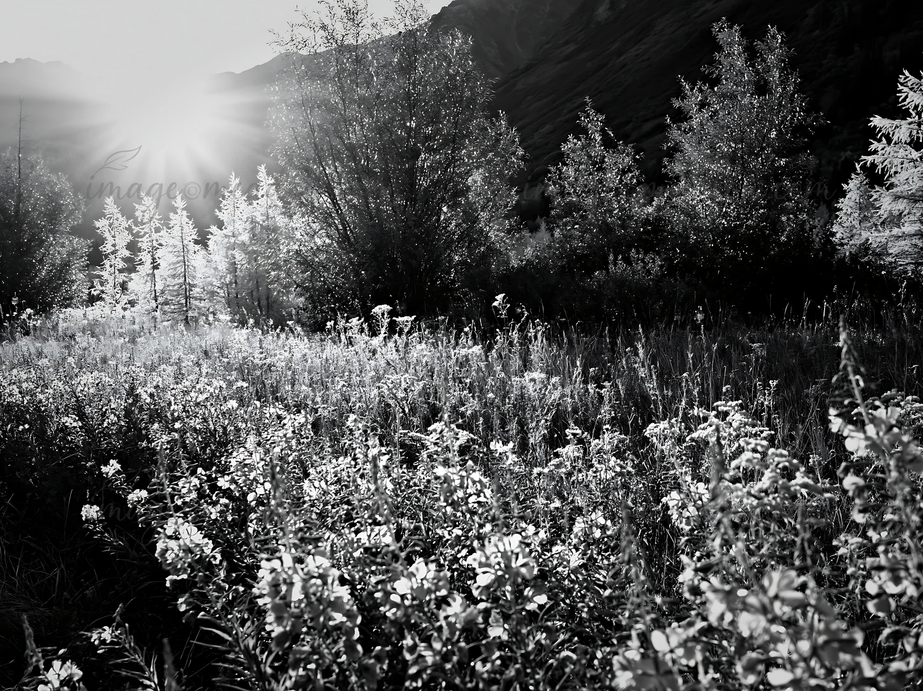 Lanterns hang from trees in a mountain valley meadow during winter. Sunlight shines through the trees, creating long shadows on the ground. The setting shows wi