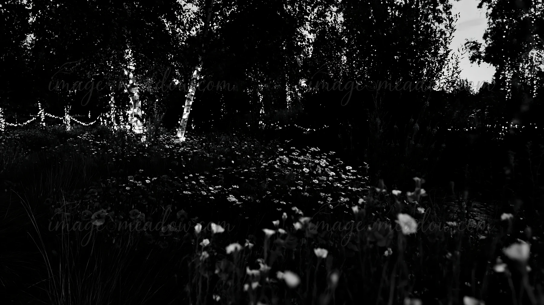 Christmas lights are hung above a stream in a meadow. Flowers grow in the foreground as the lights create a unique ambiance. The scene is set in a natural outdo