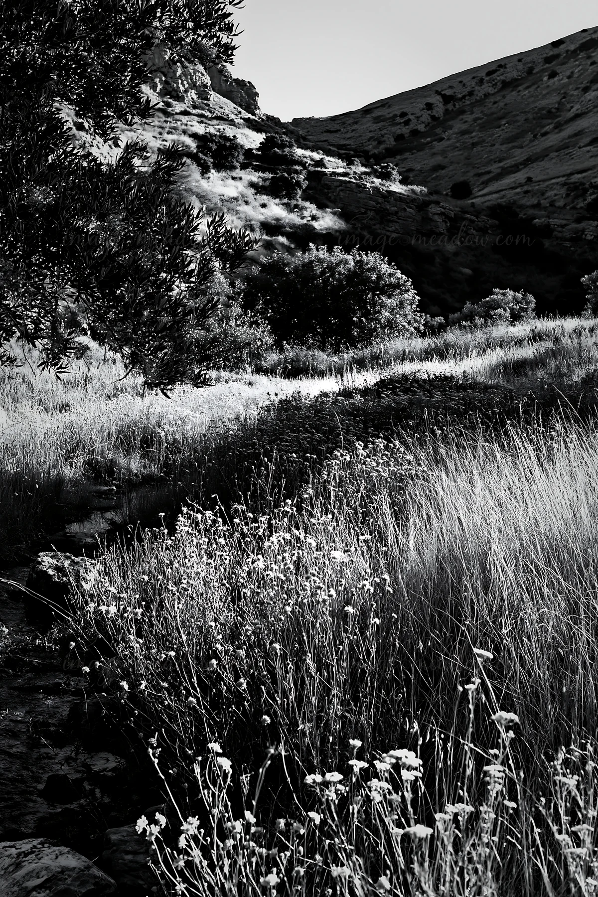 Lights hang above a small stream in a meadow. The scene features tall grass and sparse trees, reflecting a winter evening. The setting creates a festive atmosph