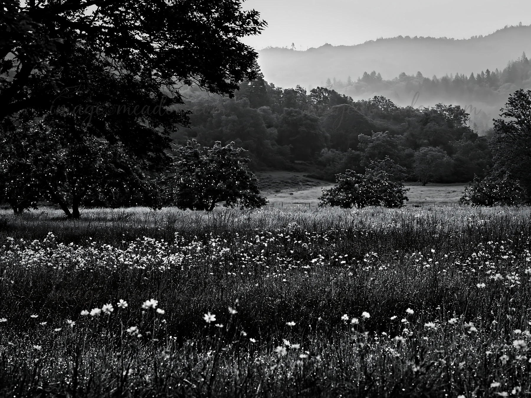 Meadow with apple trees and dew on grasses during Christmas. The landscape shows softly lit trees against a backdrop of distant hills. The scene captures the es