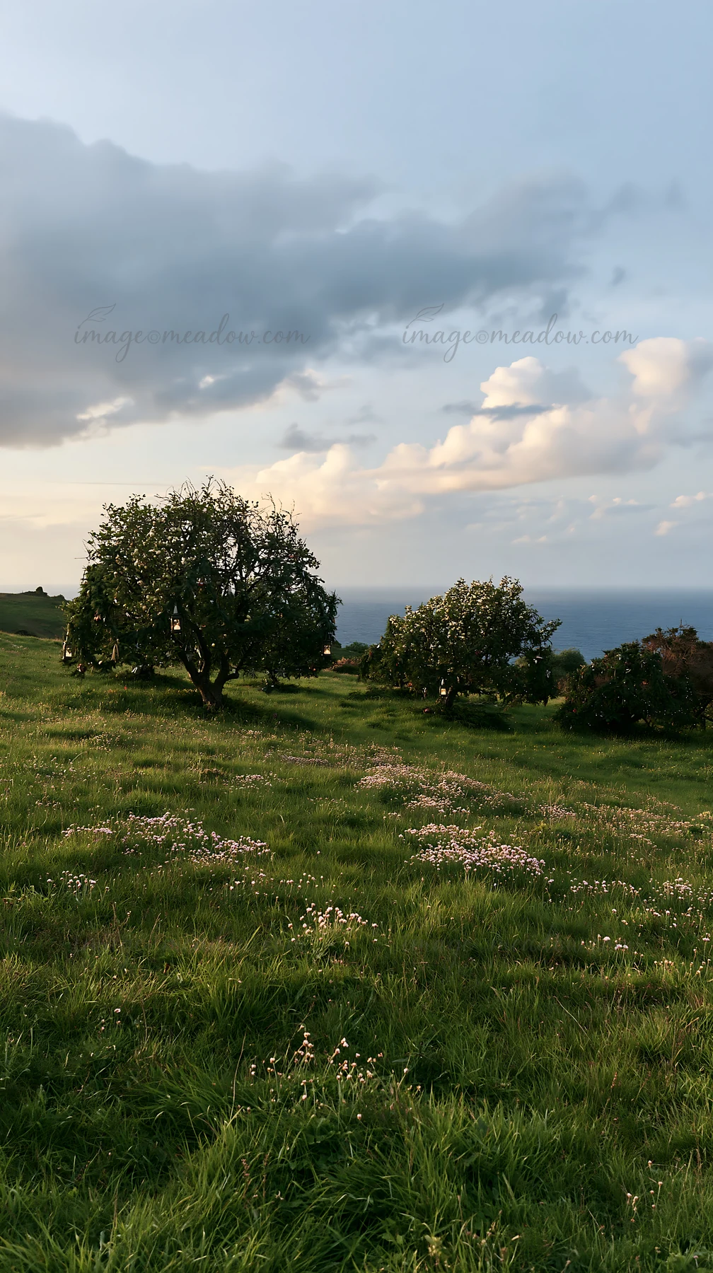 Apple trees stand in a green meadow with wildflowers. The scene captures the evening light against distant ocean views. This space is part of a rewilding projec