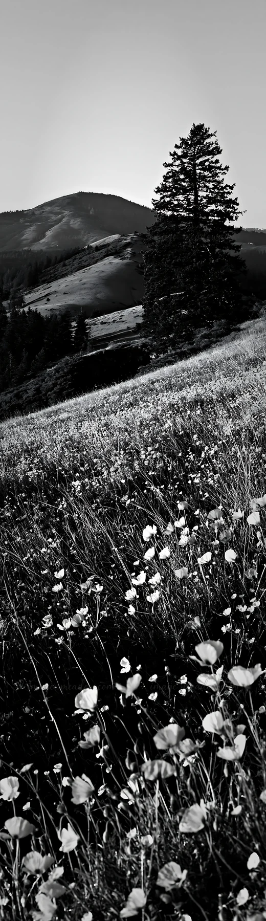 A Christmas tree stands beside a cave in a meadow filled with wildflowers. The scene captures the natural landscape with hills and distant mountains visible in