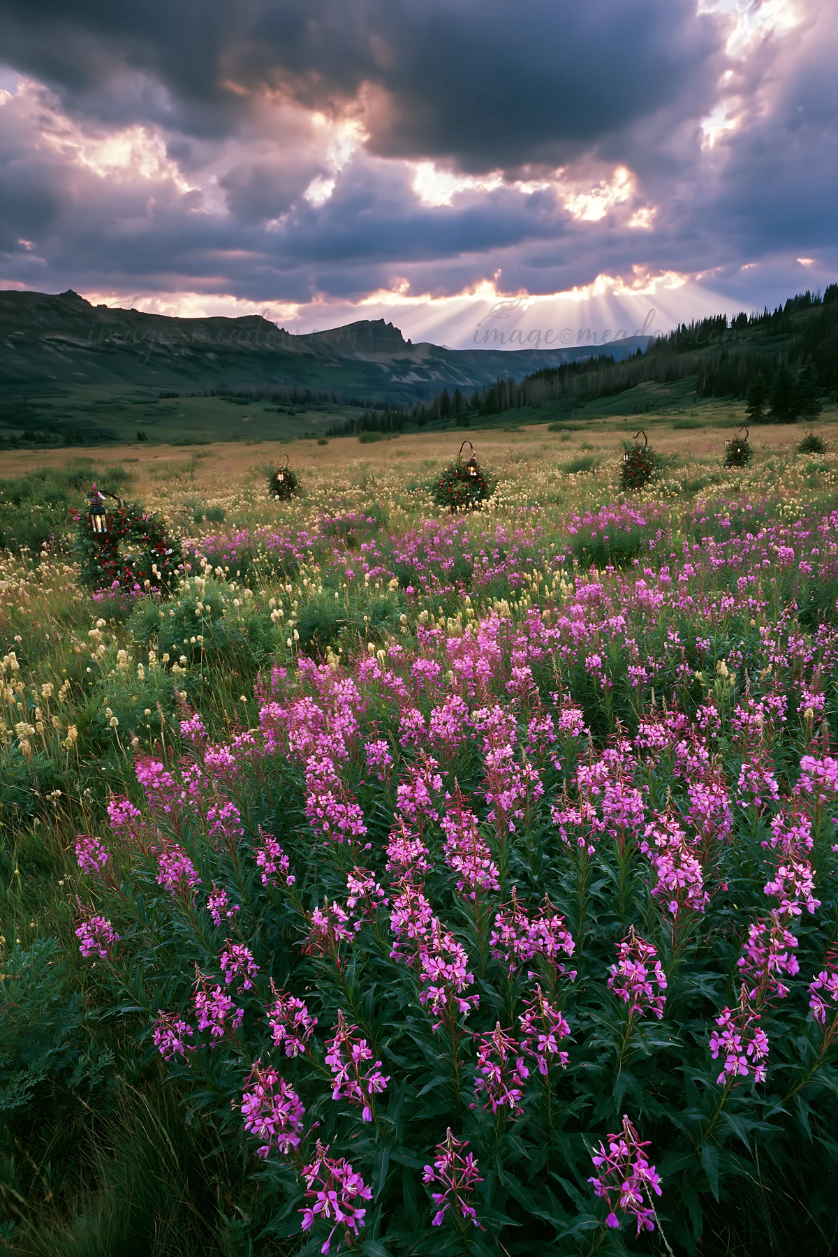 A meadow filled with purple flowers features several Christmas wreaths. Dark clouds hang overhead while rays of sunlight break through in the background. This s