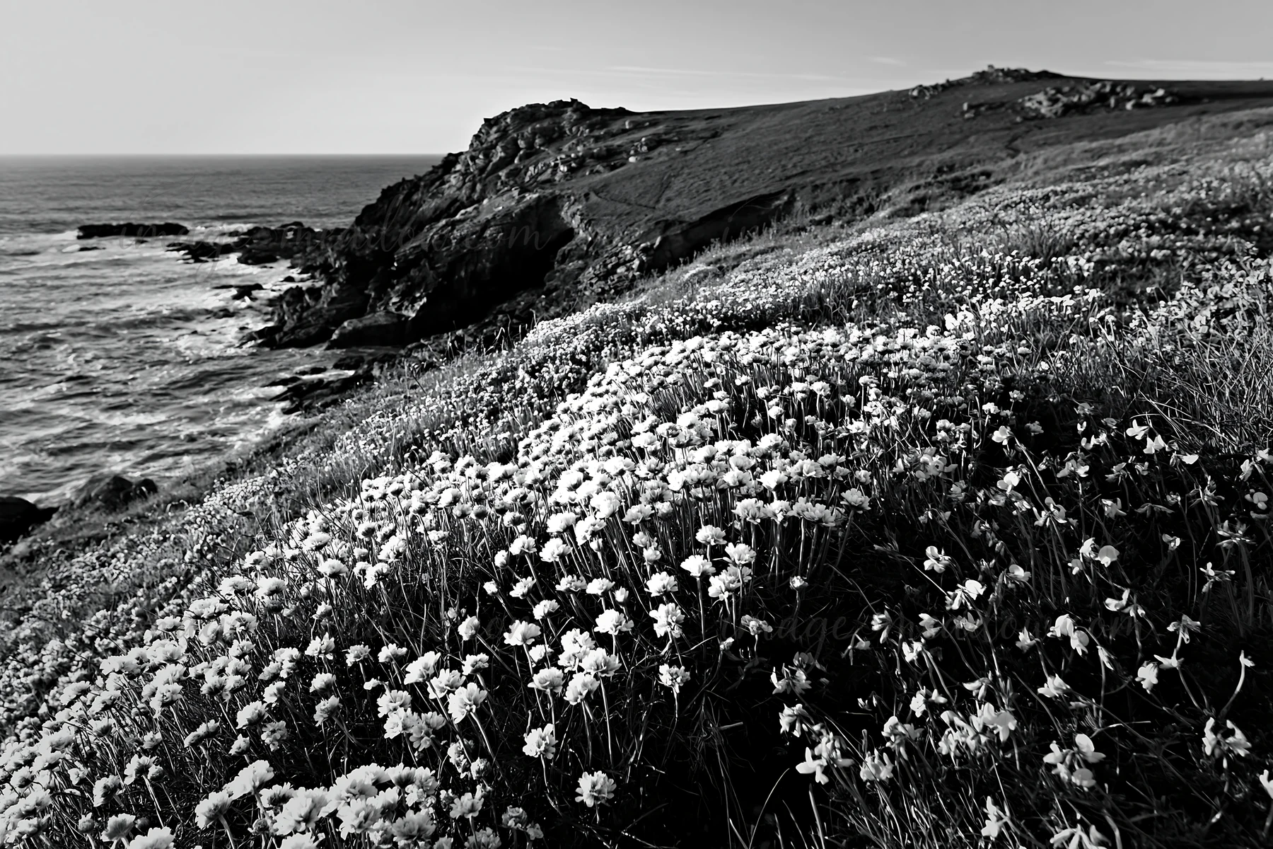 A clifftop meadow features vibrant flowers in shades of pink and yellow overlooking the ocean. The sun is setting, casting a warm light across the landscape. Pr