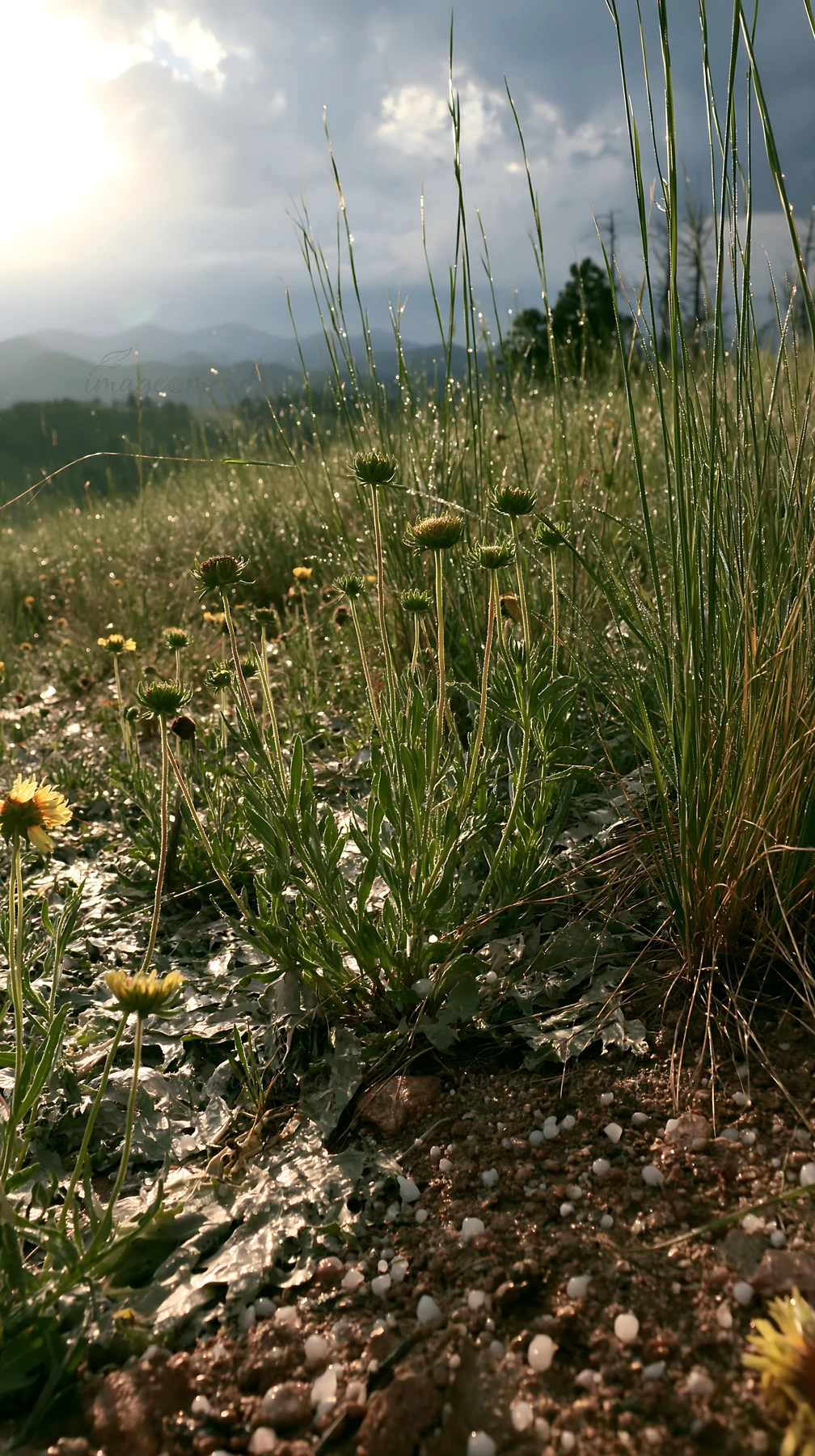 A meadow features green grass and wildflowers under cloudy skies. Sunlight breaks through, illuminating the landscape, revealing the resilience of nature in thi