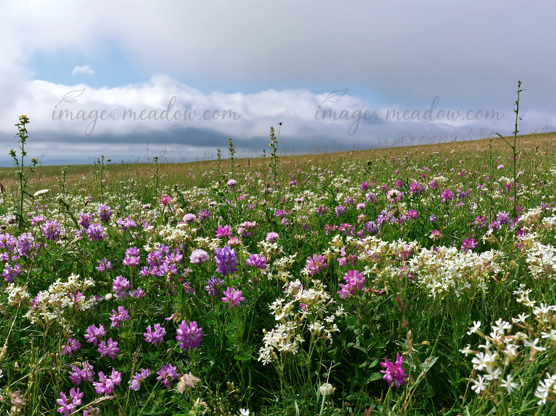 A dry meadow filled with purple and white wildflowers under a cloudy sky. The area shows a variety of plant life, with patches of colorful flowers spread across