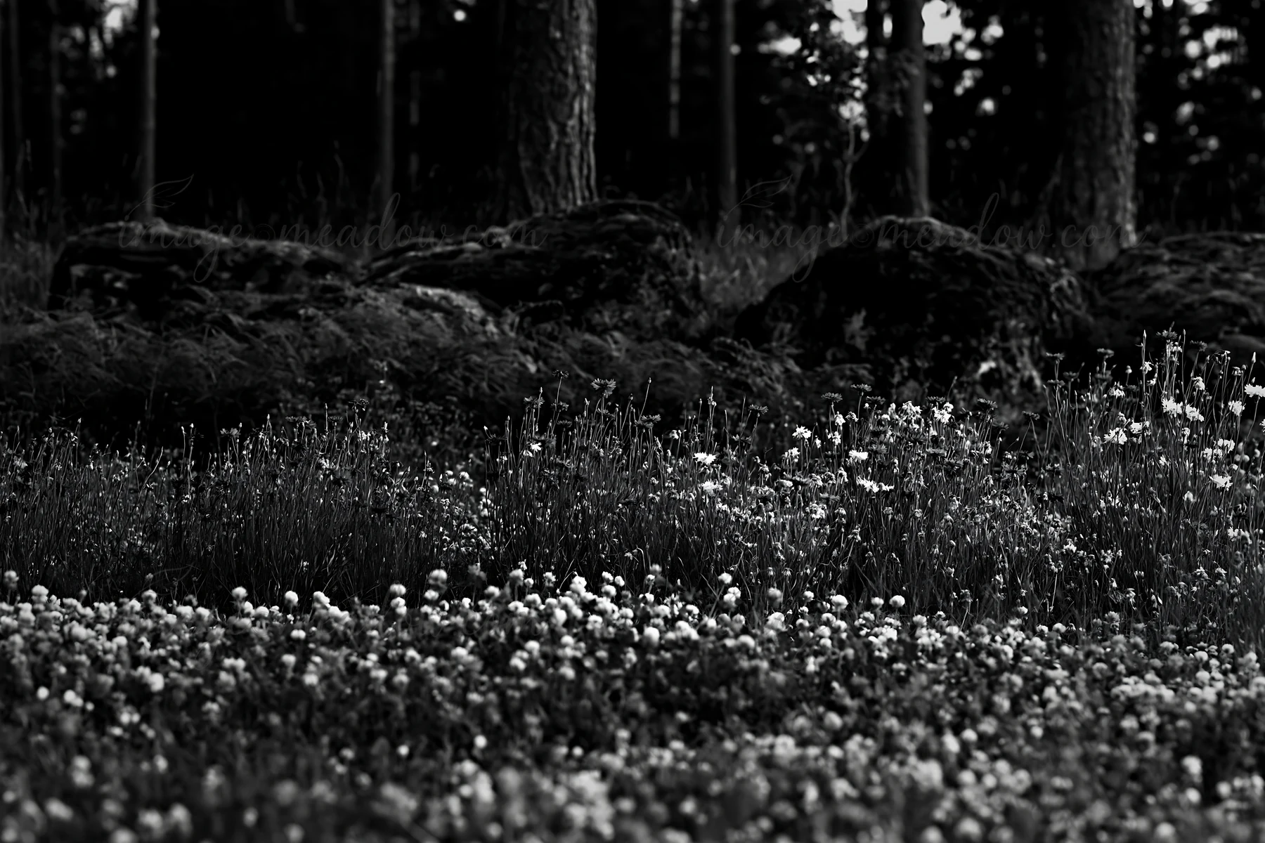 A meadow filled with clover and cornflowers is located near a forest. Large stones are visible in the background, surrounded by greenery. Shadows create a monoc