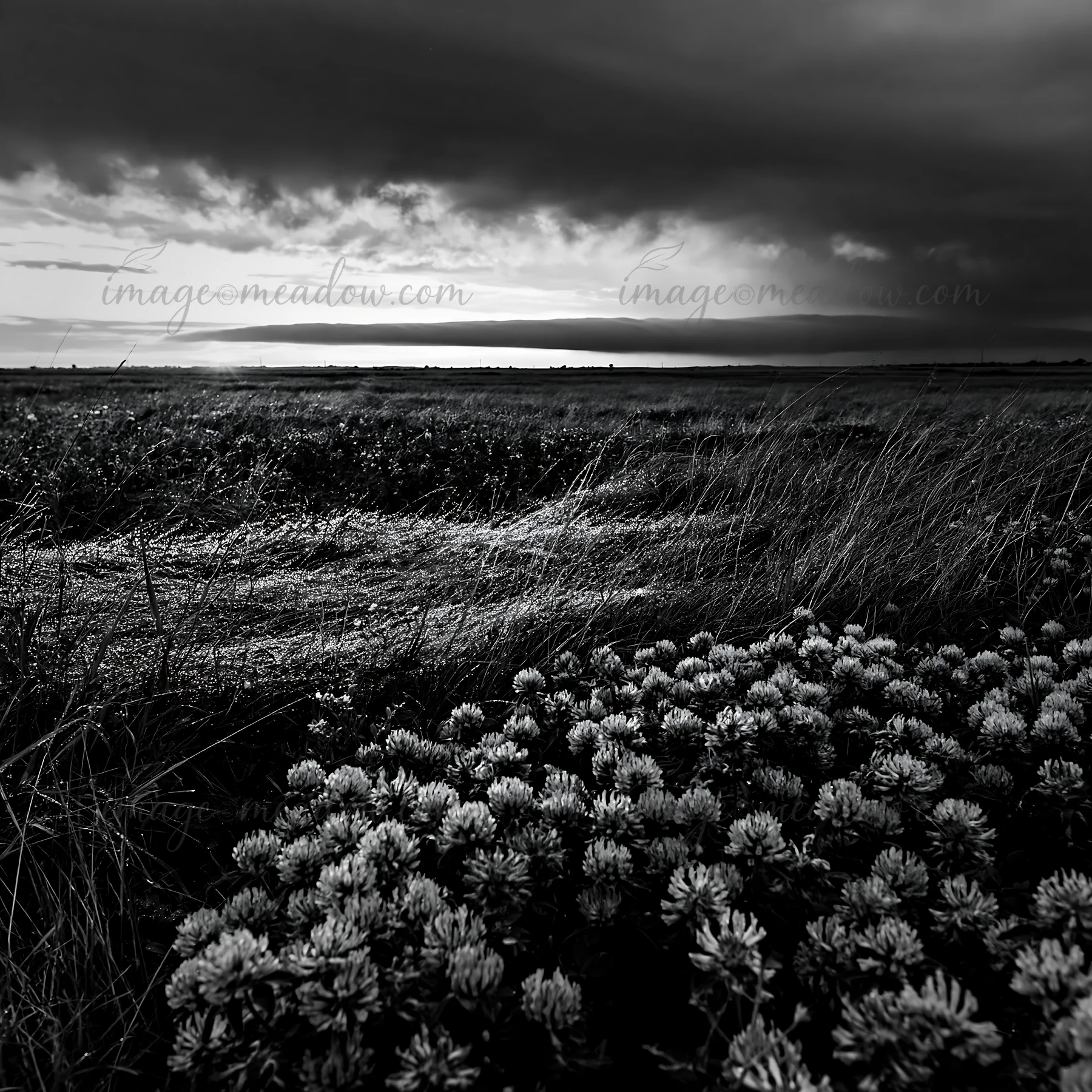 A clover meadow shows dew on the plants under a cloudy sky during dusk. The clouds cover the horizon, and the grass sways gently in the breeze, creating a natur