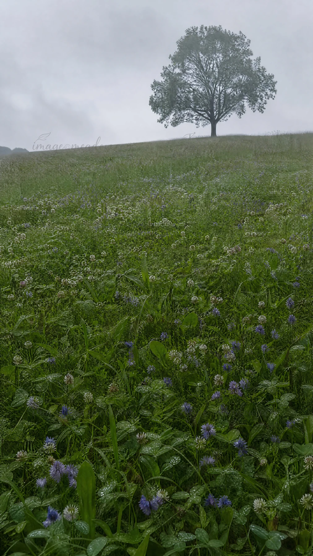 A green hillside is covered with clover and speedwell flowers under a cloudy sky. A single tree stands alone in the distance, adding depth to the landscape.