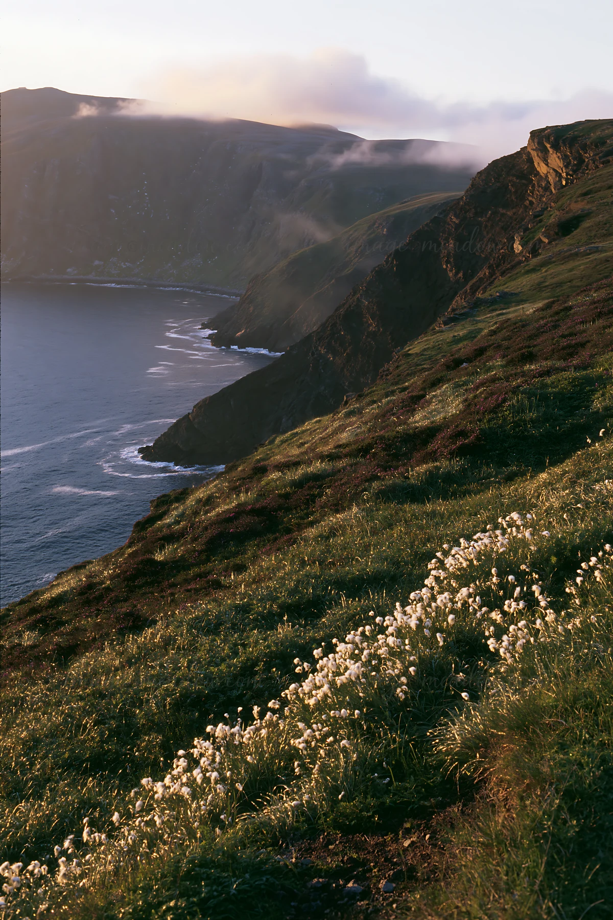 Flowers grow on the coastal meadow leading down to the ocean. Rocky cliffs rise above the water, with waves crashing below. The sun sets, casting light on the l