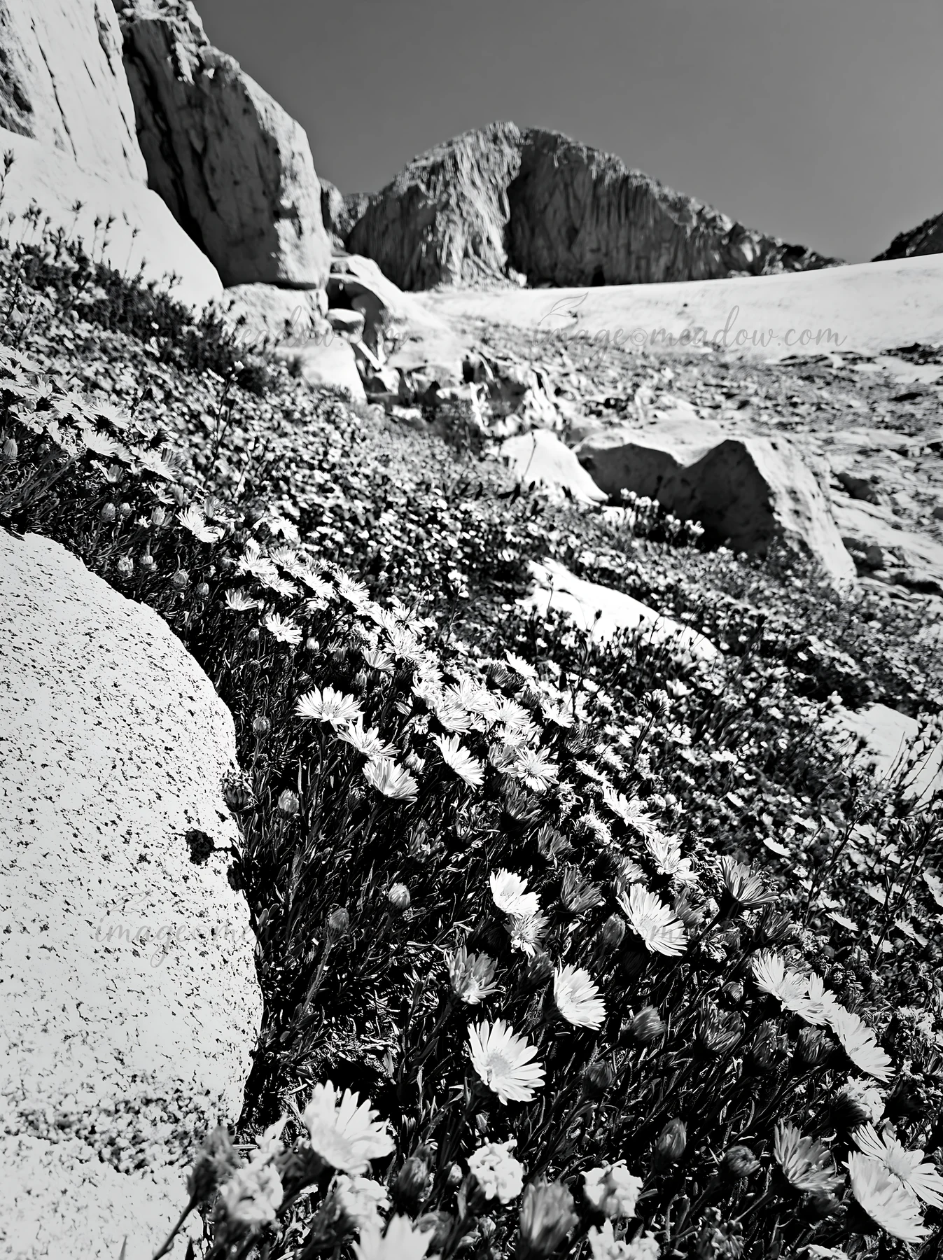 A field of asters grows among rocks on a sloped area. The flowers show bright colors against the solid landscape. The setting is under a clear sky with distant