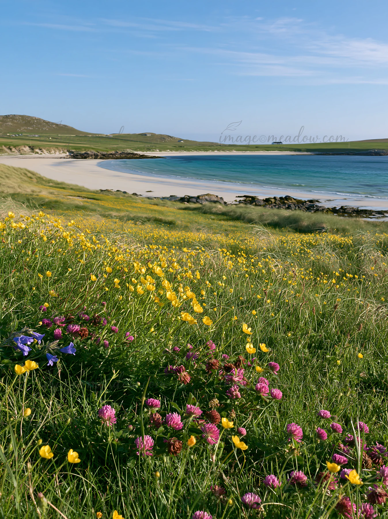 A colorful buttercup meadow features blooms and soft grass leading to a sandy beach. Clear blue water and hills form the backdrop, creating a vibrant natural sc