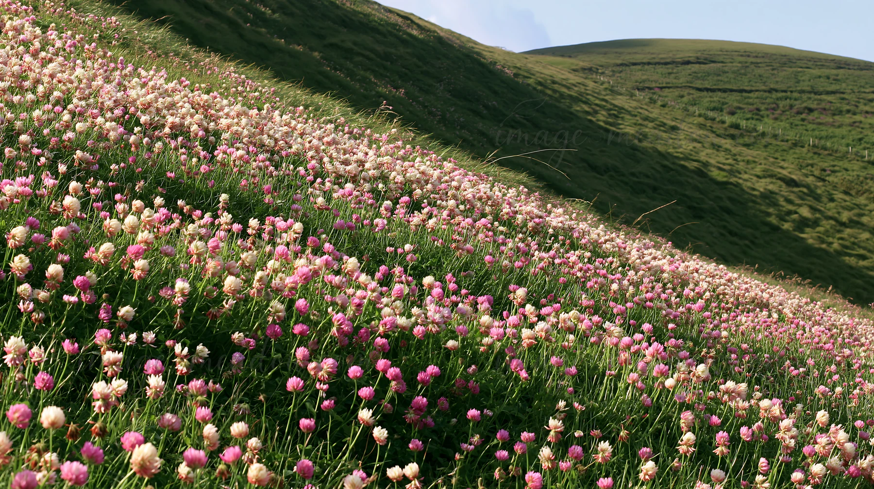 A hillside is covered with a variety of colorful clover flowers. The clover blooms in shades of pink and white, creating a vibrant display. The sun shines down