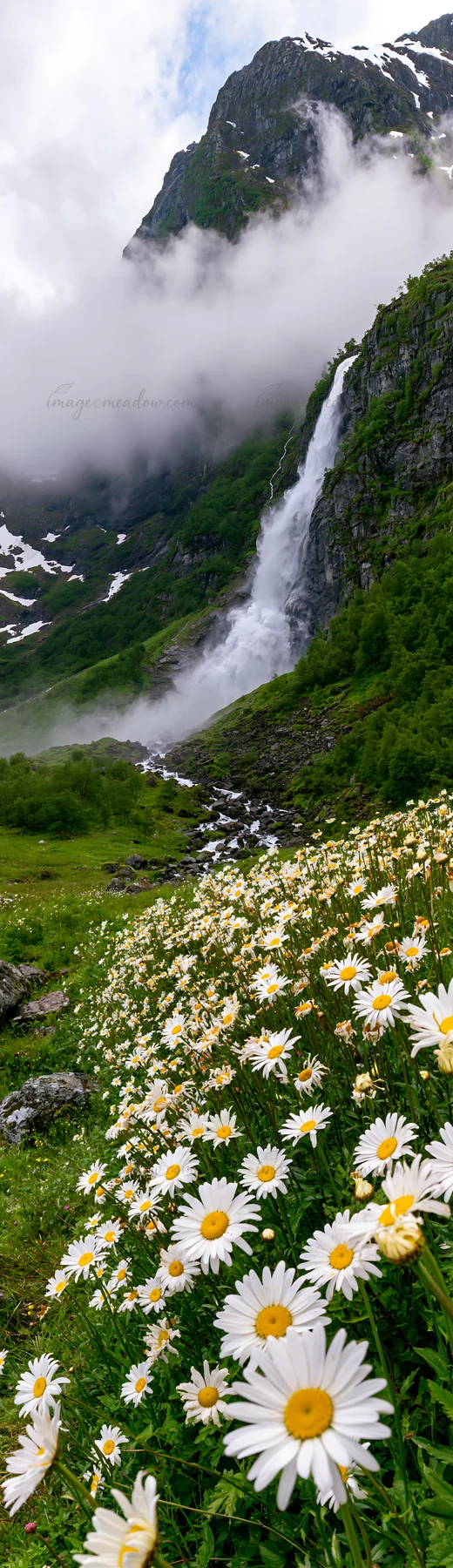 A colorful daisy meadow stretches across the foreground, leading to a waterfall cascading down the rocky mountainside. Mist clings to the peaks, adding depth to