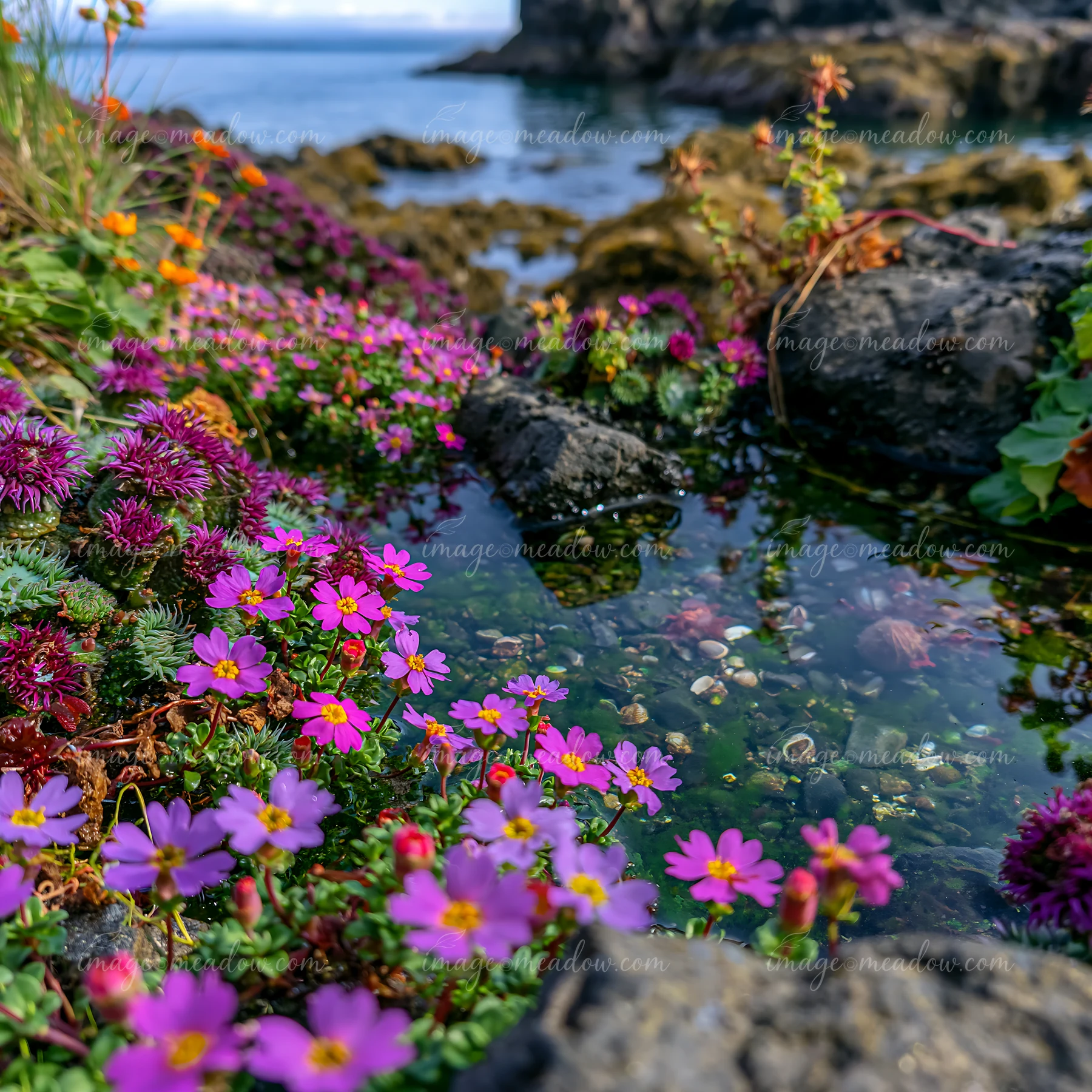 Colorful flowers grow near a tidal pool on a remote island.