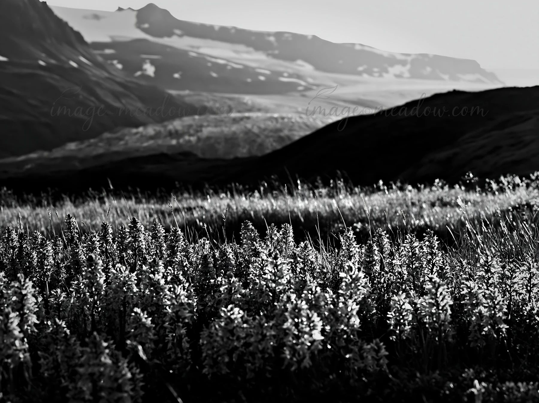 A meadow filled with colorful orchids under sunlight, surrounded by mountains. The scene captures the beauty of nature and the vibrant colors of the flowers aga
