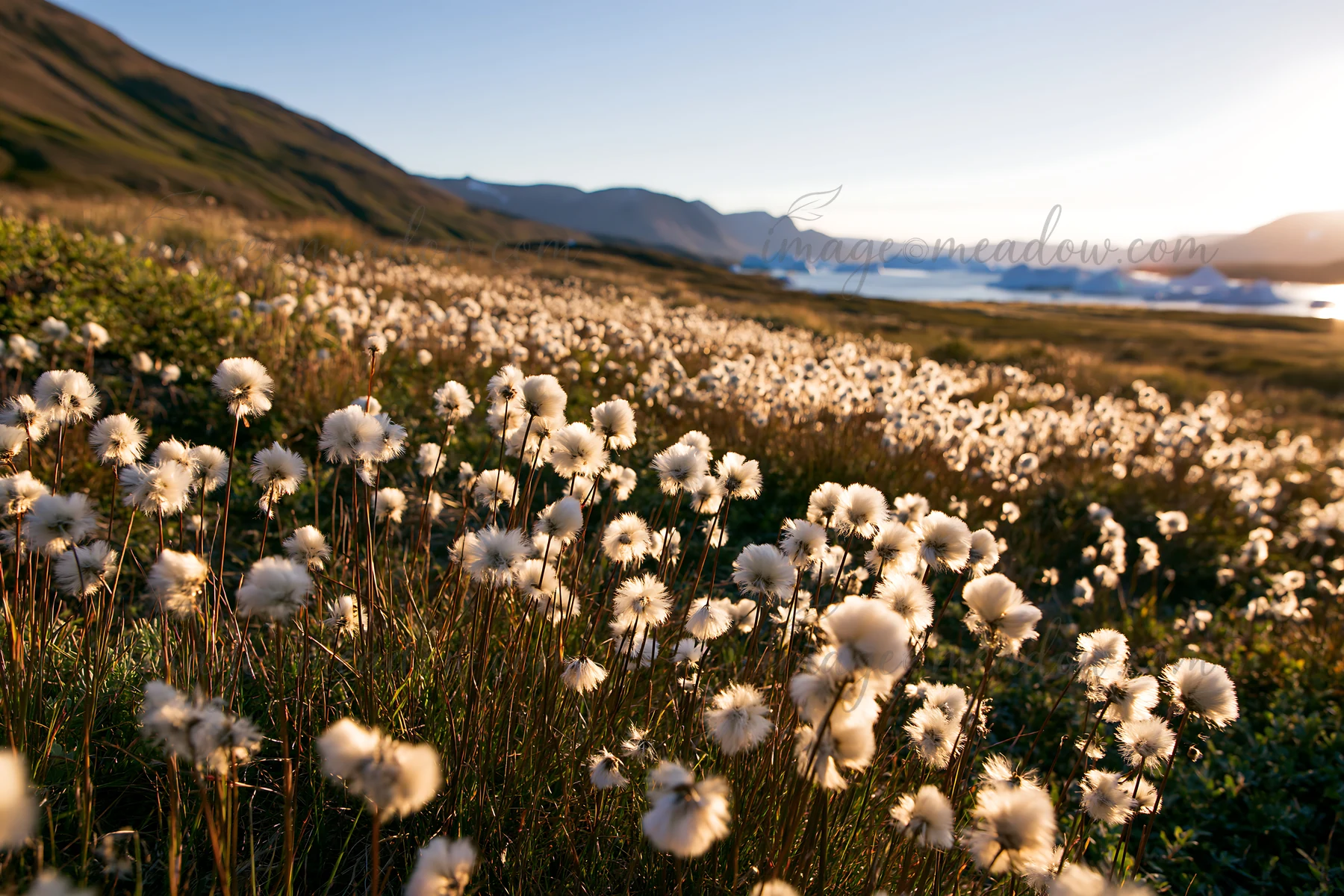 Cottongrass blooms cover the meadow, glowing under the sunset light. In the background, a serene body of water reflects the warm colors of the sky.