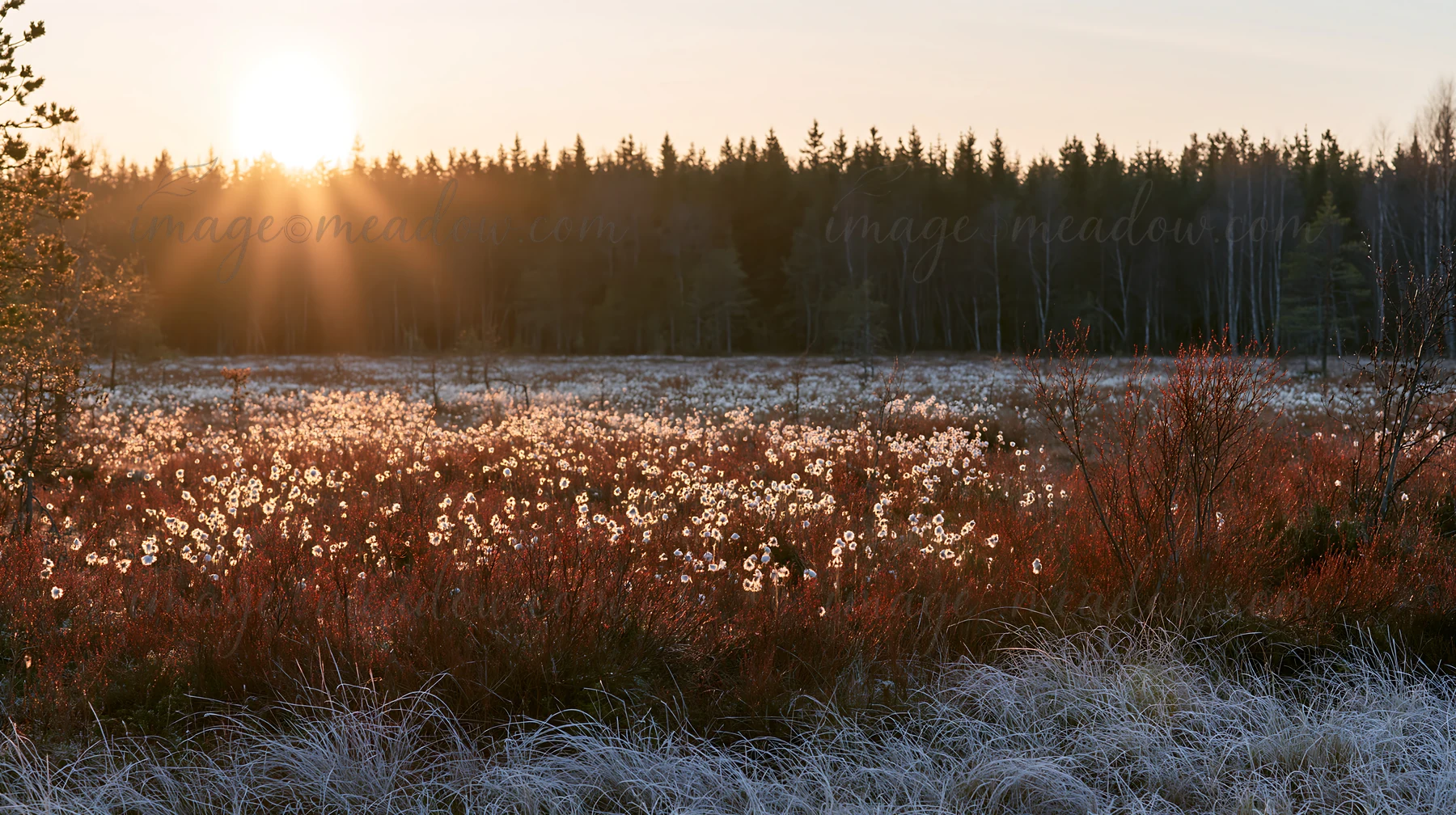 Cottongrass covers a meadow during sunset with sunlight reflecting off delicate plants. Trees stand in the background adding depth to this natural landscape.