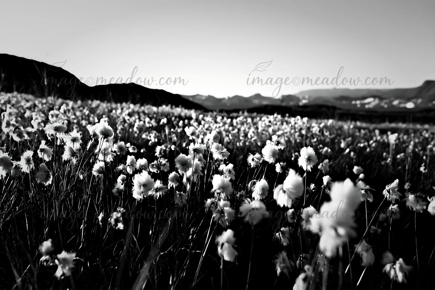 Cottongrass blooms cover a vast meadow in evening light. The scene showcases the natural beauty of the landscape with distant mountains in the background. This