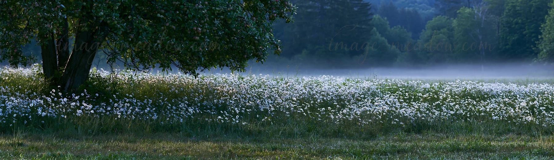 A tranquil scene shows a daisy apple meadow filled with blooming flowers. Mist hovers over the ground as trees mark the edge of the field in soft morning light.