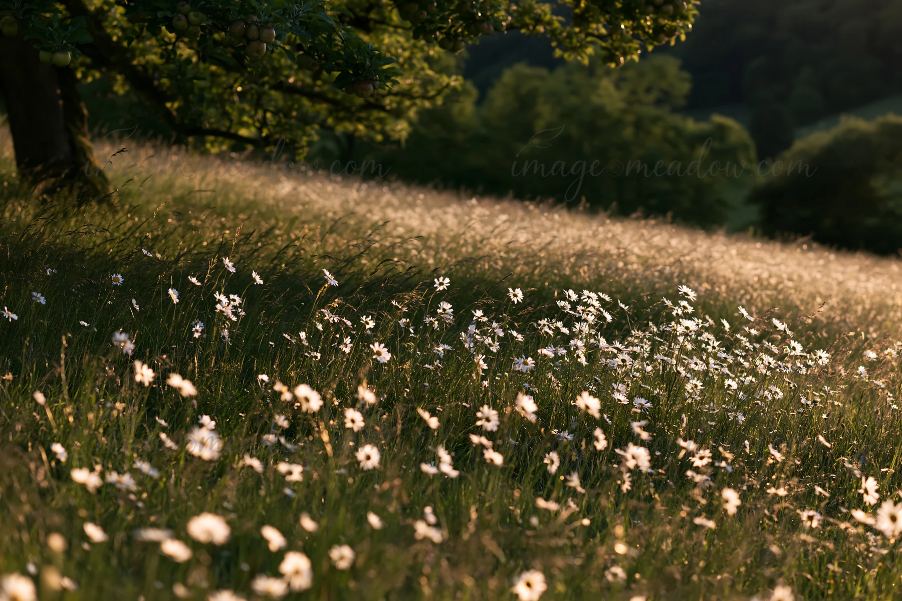 A field filled with daisy flowers grows in an apple meadow. Soft light highlights the meadow's natural beauty in the late afternoon. Trees are visible in the ba