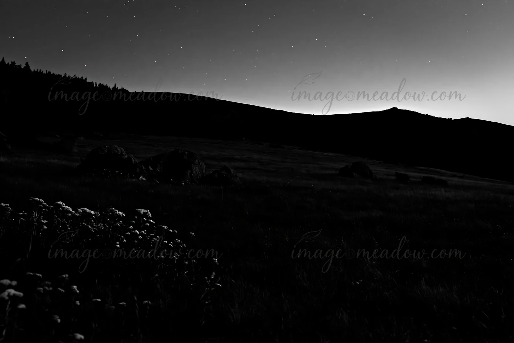 A dark sky covers a meadow filled with rocks and wild plants as stars shine brightly. The scene features distant mountains silhouetted against the horizon. Pres