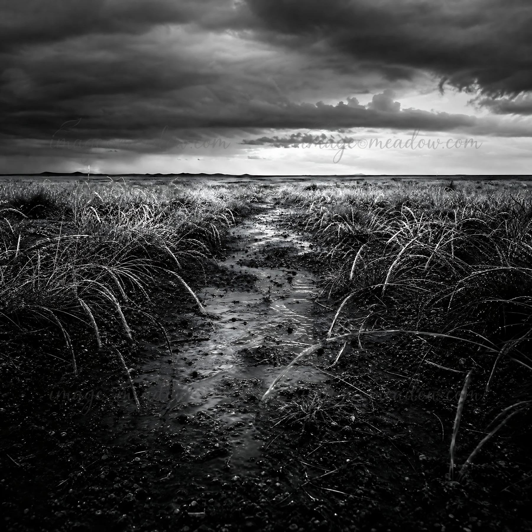 A landscape shows a wide meadow with dry grasses and patches of water collecting on the ground. Clouds loom above, indicating recent rain in the area. Presented