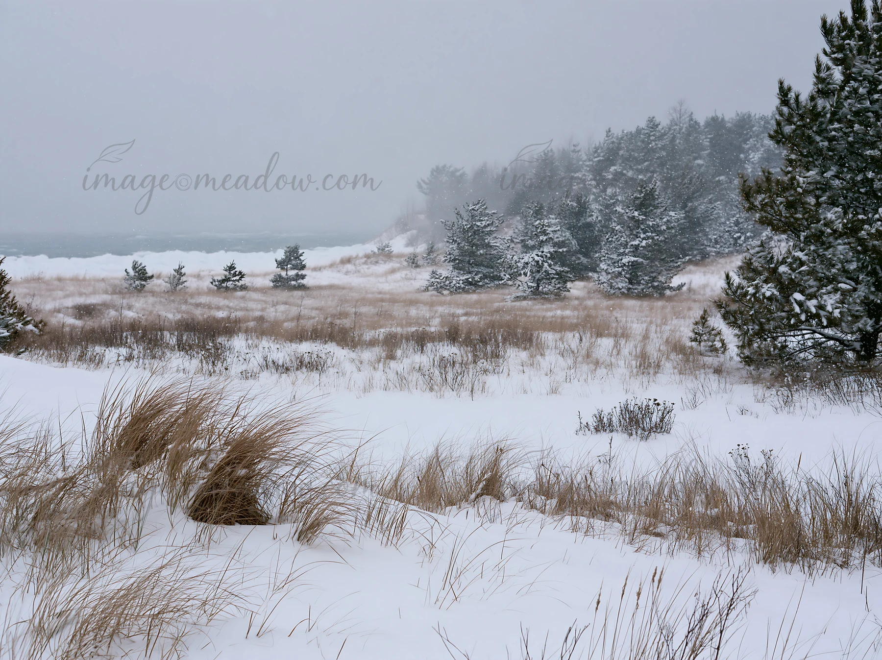 A snowy dune meadow with patches of grass and trees stands near the coast. The scene shows soft snow falling, creating a quiet atmosphere on a winter day at the