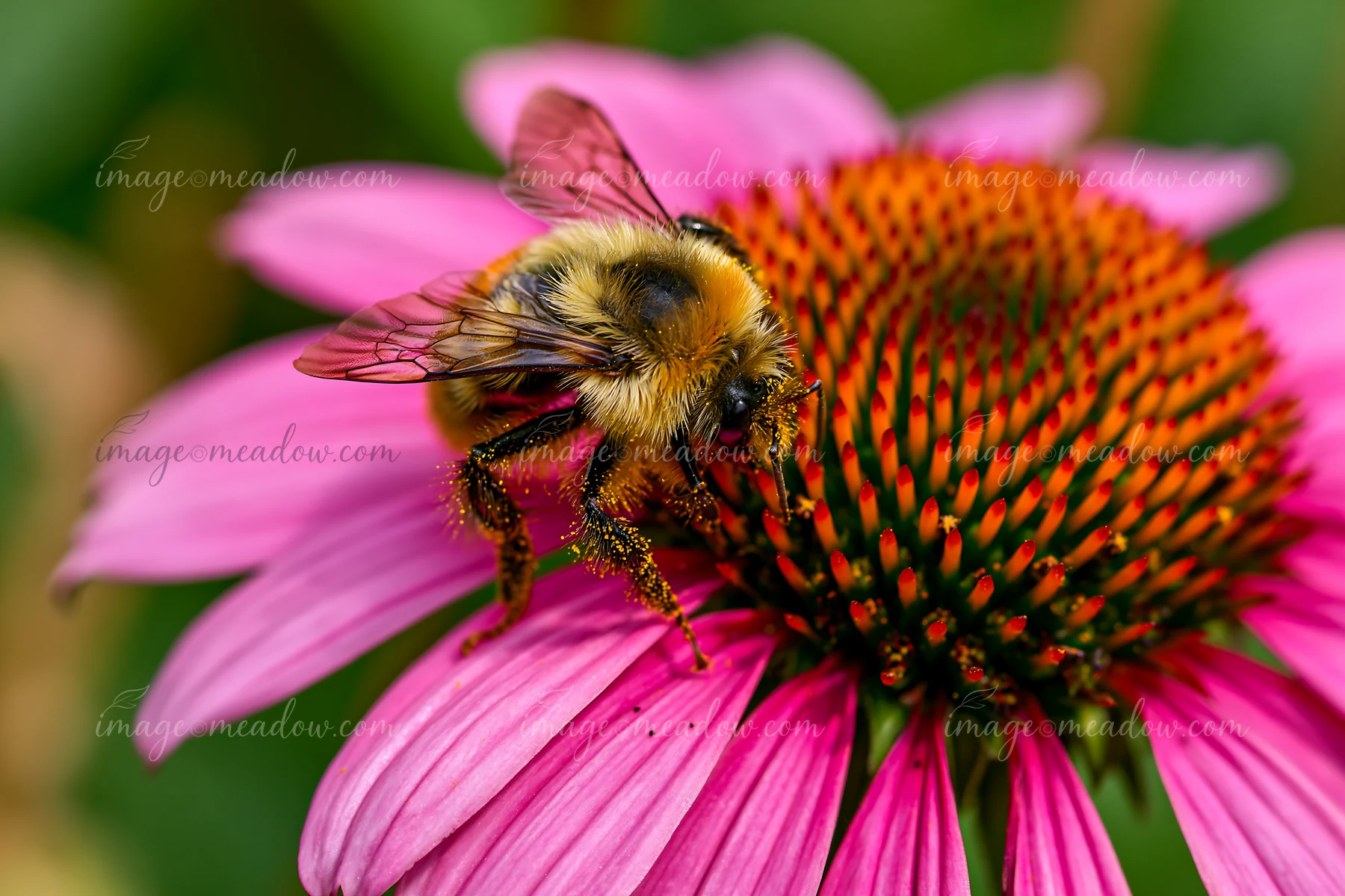 Echinacea flowers in prairie bloom with vibrant pink petals, drawing bees that gather nectar.