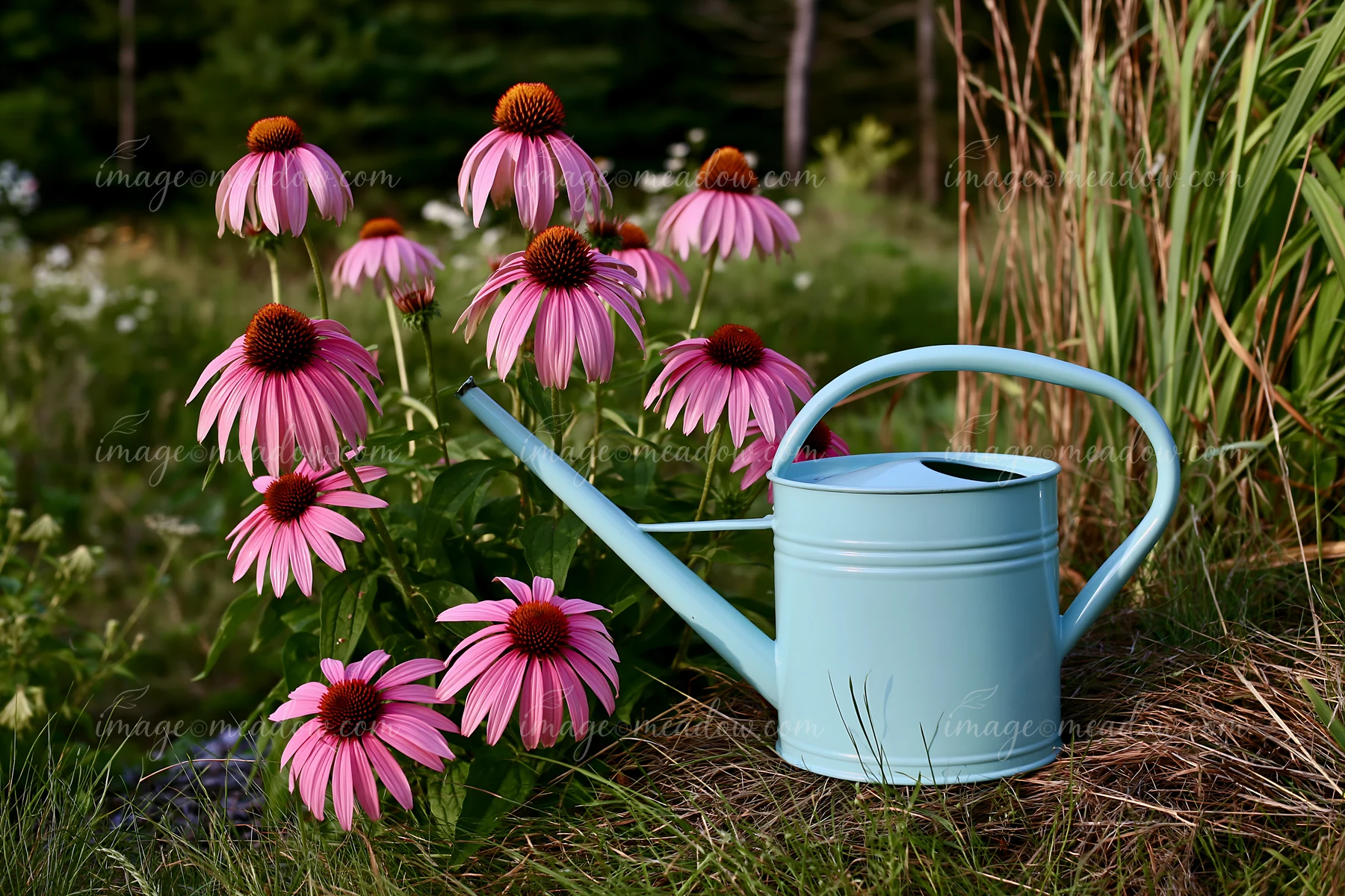 Echinacea flowers in prairie stand tall next to a blue watering can.