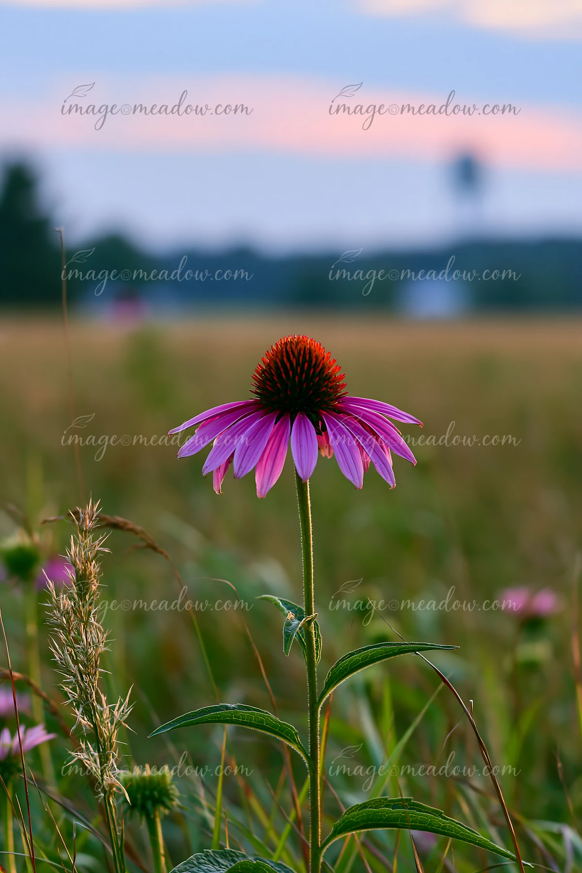 Echinacea flowers stand tall in a prairie as the sun sets in the background.