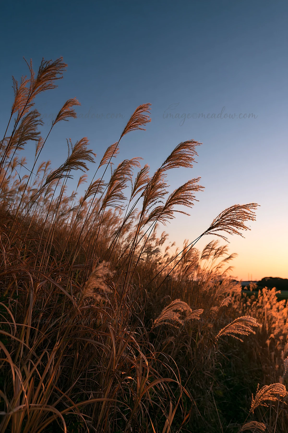 Dry seedheads stand tall in a meadow during twilight in Ehime. The setting sun casts soft light on the landscape, creating a warm atmosphere. The grass sways ge