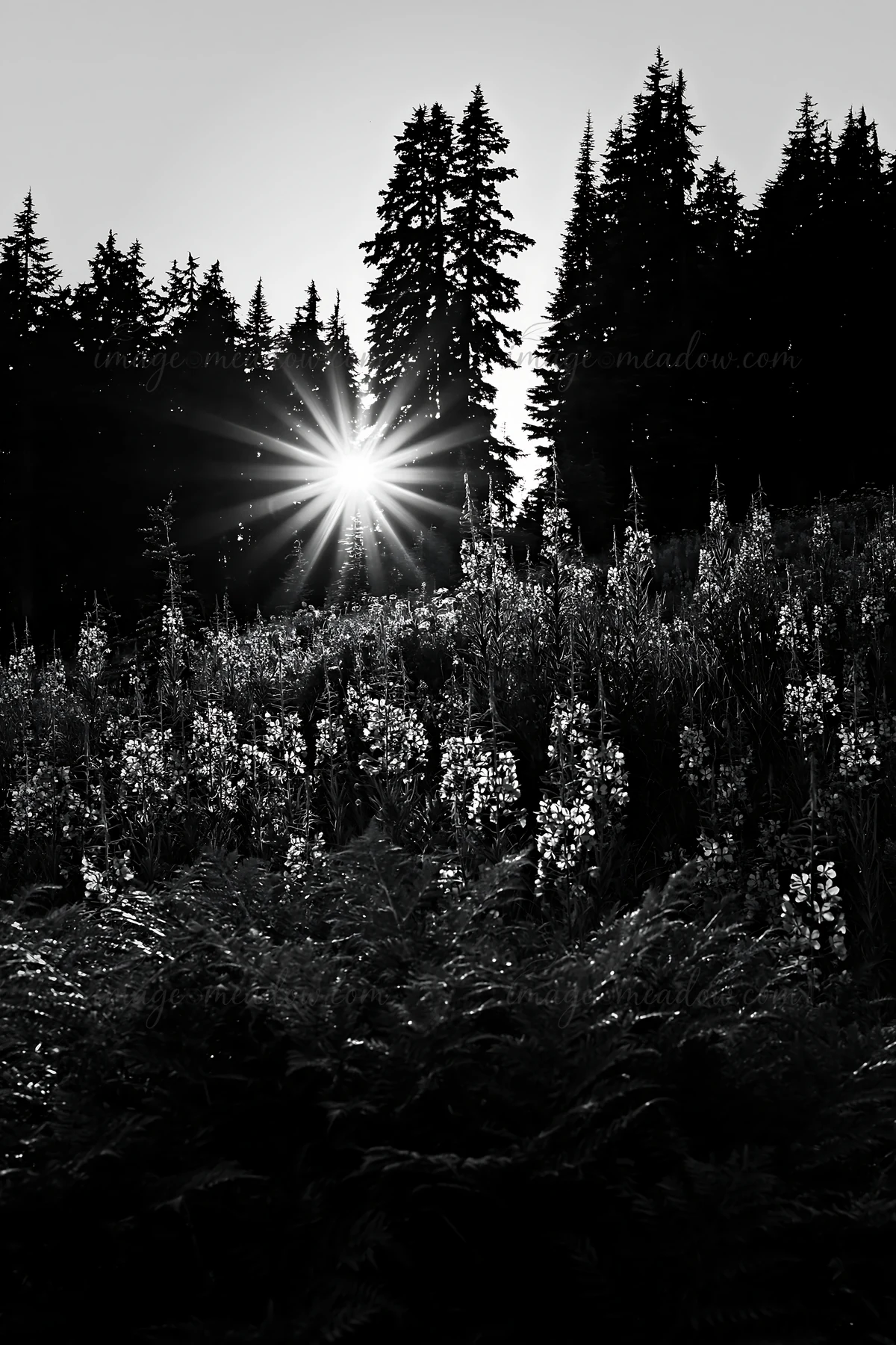 A sunset scene shows a meadow filled with fireweed flowers and tall trees. The light shines through the trees, creating a star-like effect, highlighting the nat