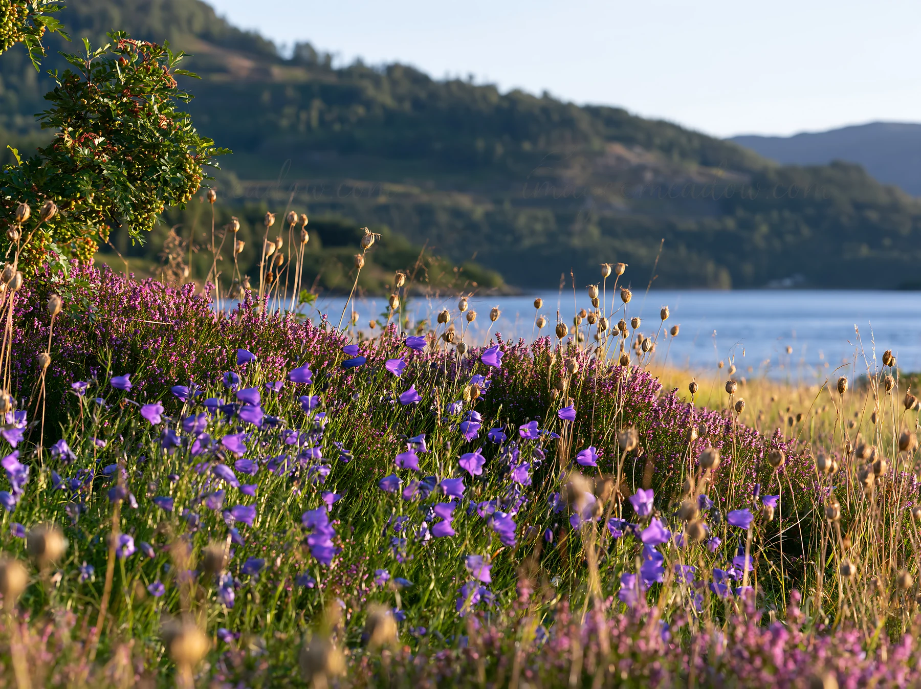 A view of a fjord meadow filled with purple wildflowers and tall grass. The sun shines over the landscape, highlighting the natural beauty of the area next to a