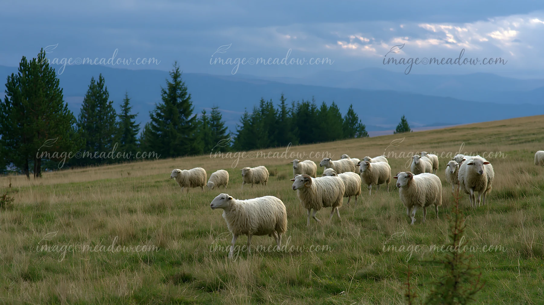 Flocks of sheep graze peacefully in a meadow under dramatic clouds.