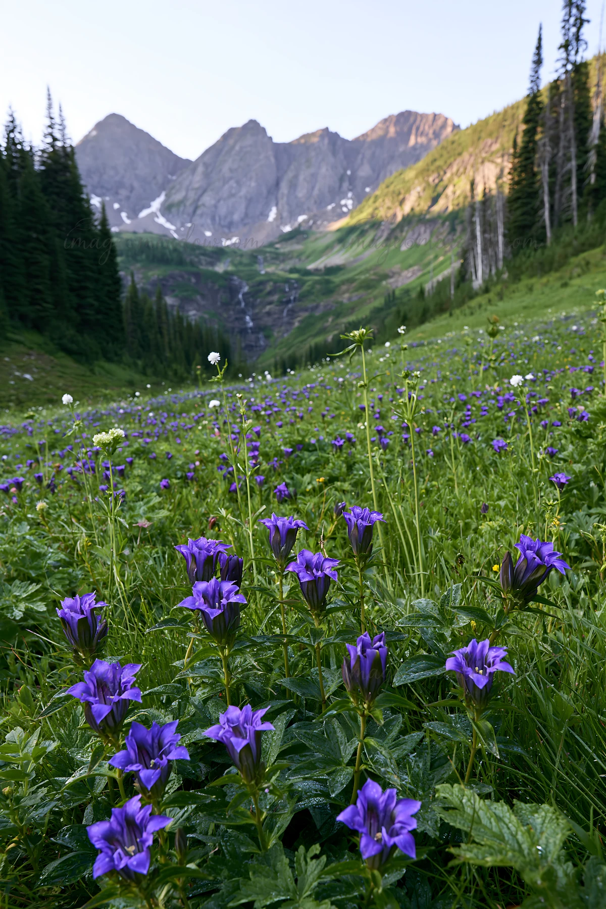 A field filled with purple wildflowers stretches out towards distant mountains. The scene captures the natural beauty of the meadow and a waterfall cascading do