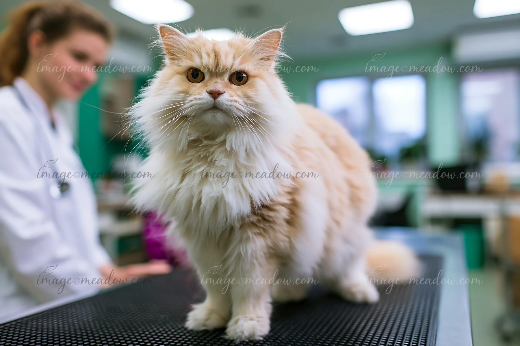 Fluffy cream-colored cat stands on a veterinary examination table while a veterinarian attends nearby.