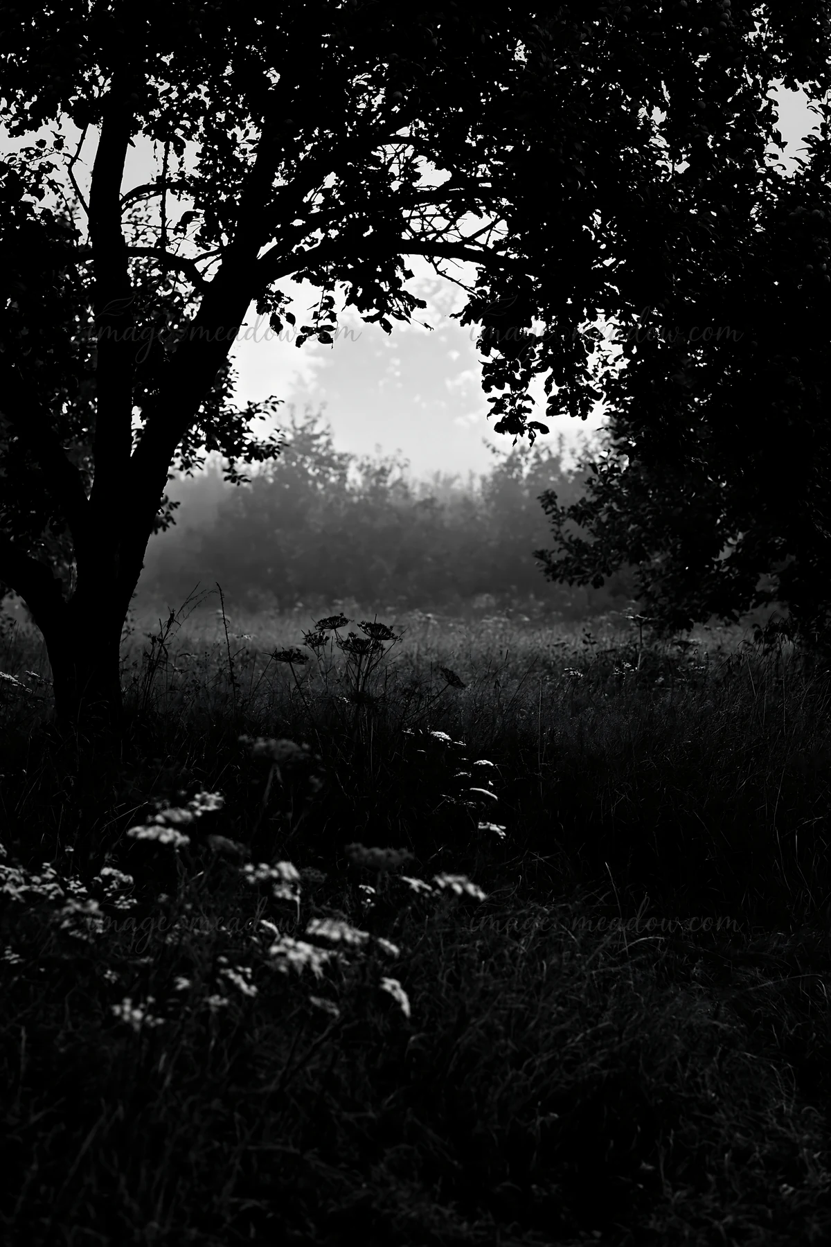 A foggy orchard meadow features silhouettes of trees and wildflowers. The scene captures the quiet of early morning with a soft mist covering the ground and dis