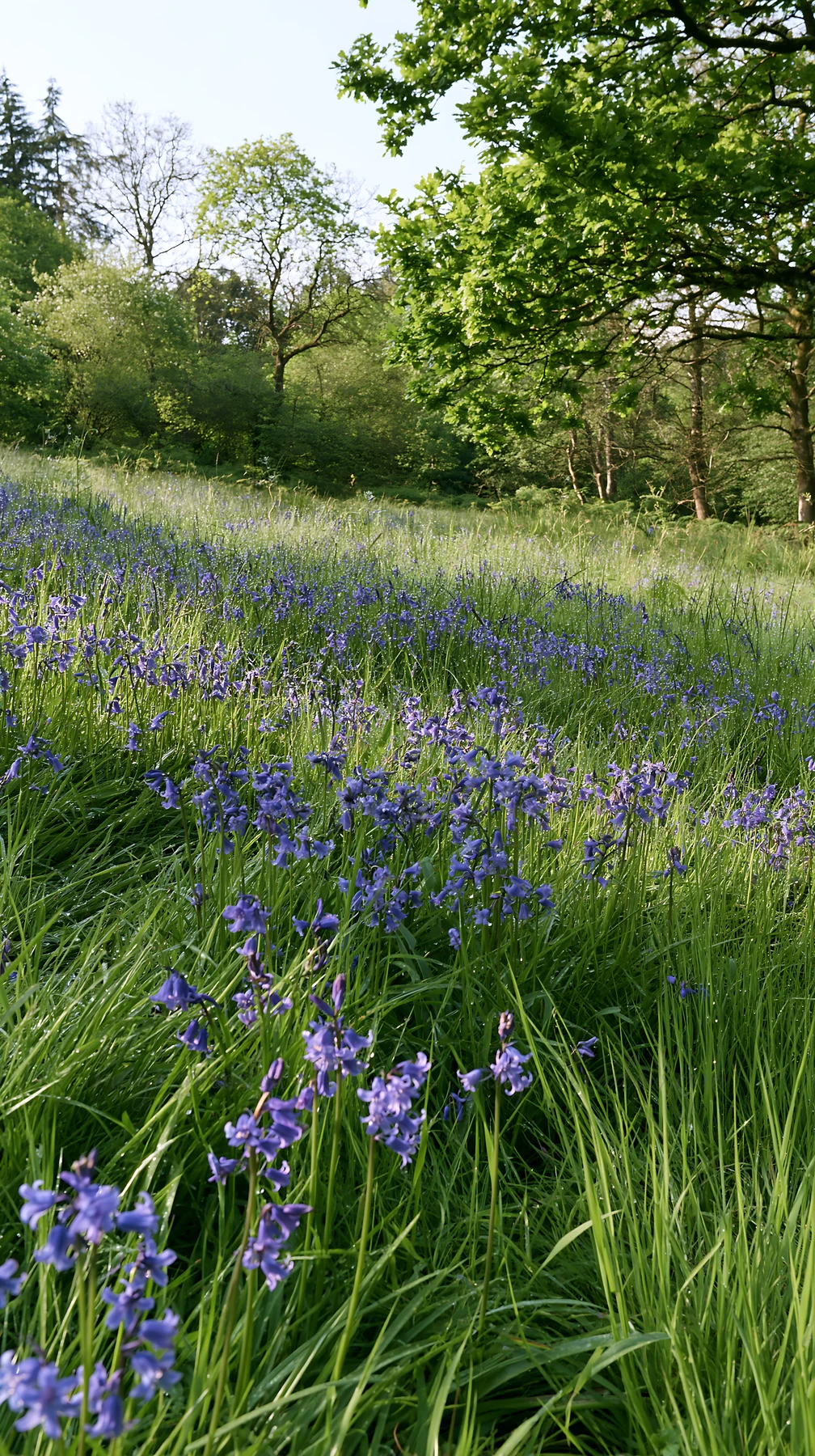 Bright meadow with clusters of blue flowers at the edge of a forest. Tall grass sways gently in the breeze. Trees provide shade in the background. The scene rep