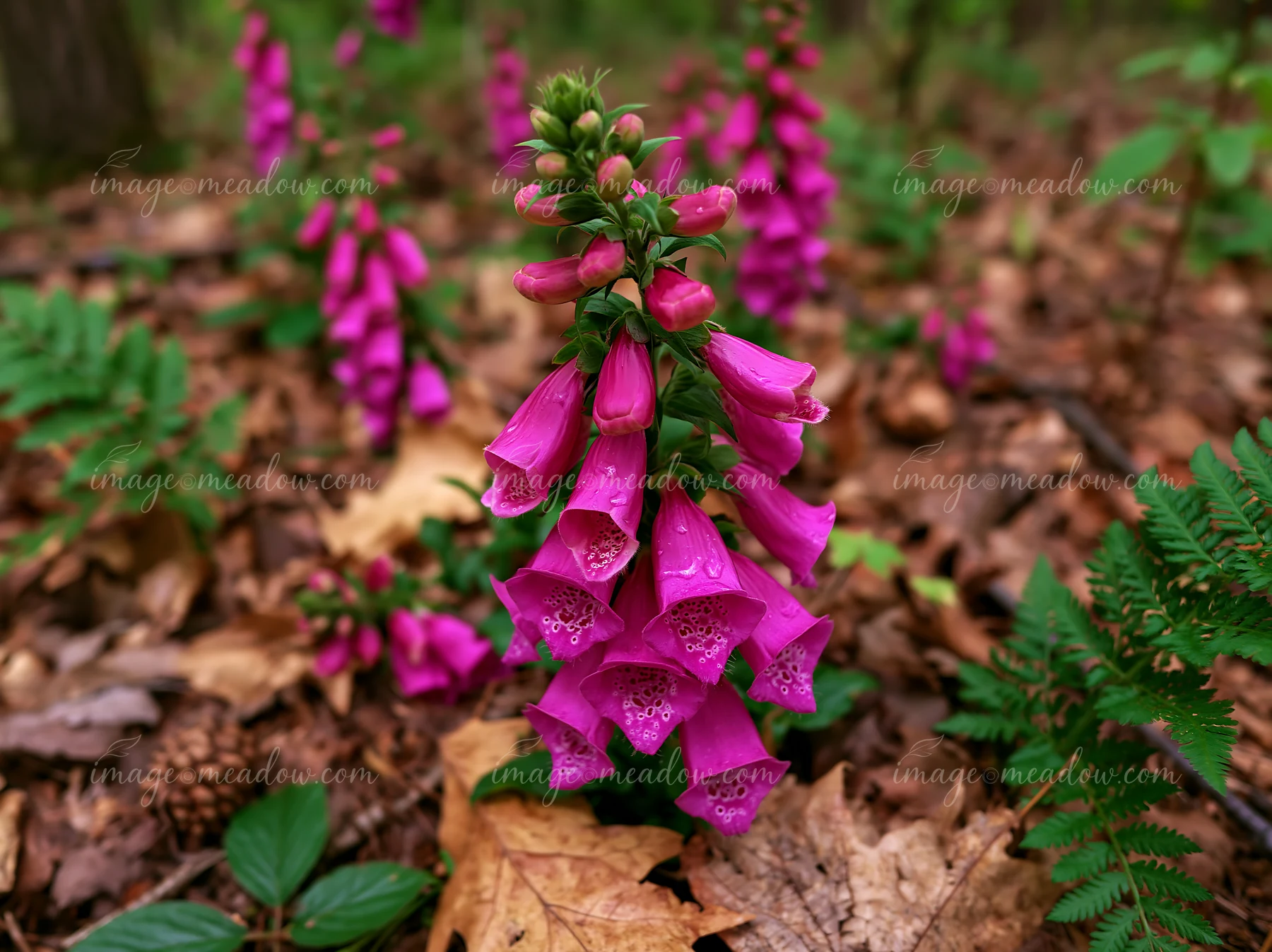 Foxglove flowers in woodland clearing stand tall among fallen leaves and ferns.