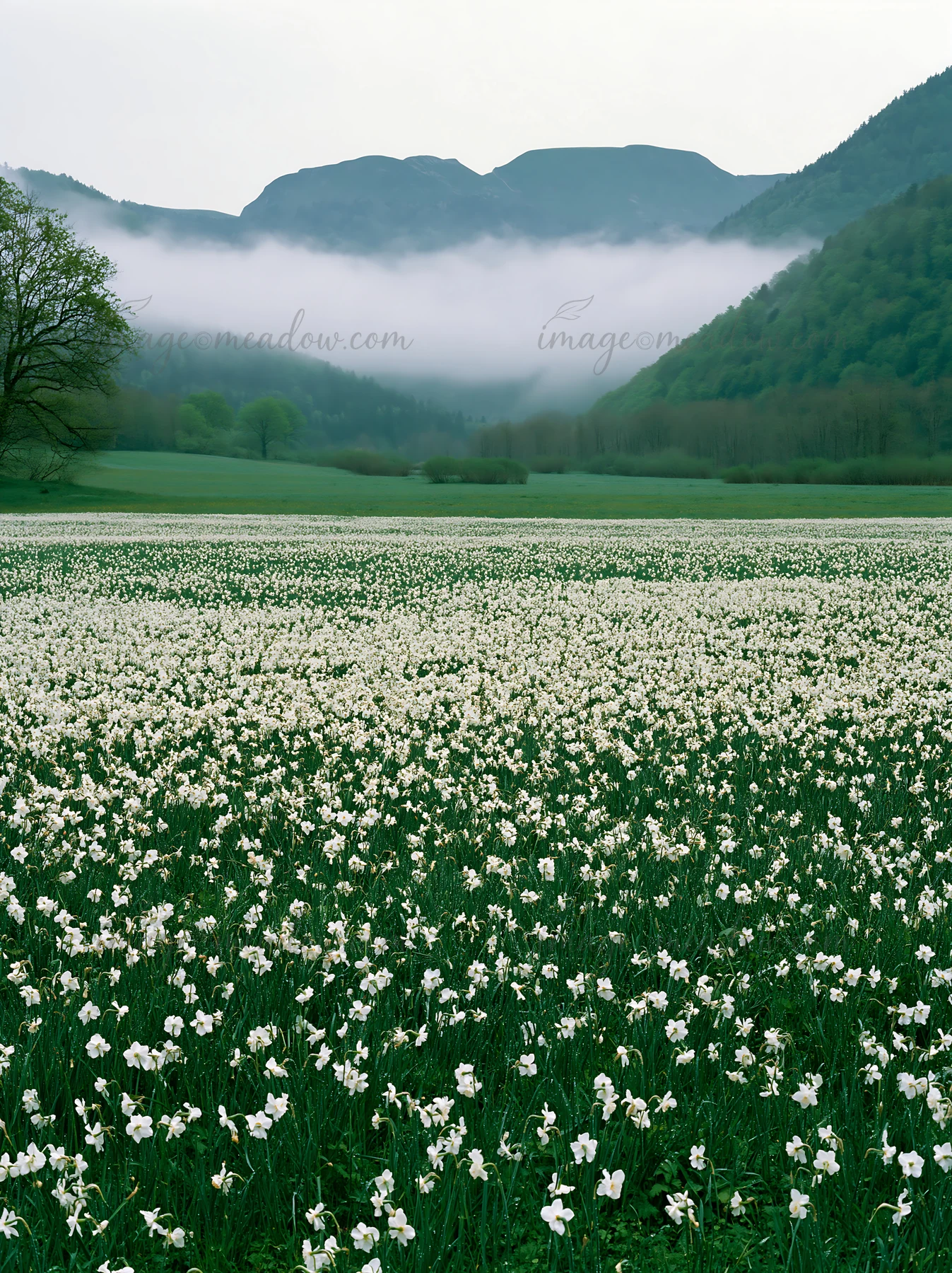 A wide meadow is covered in white flowers, with green hills in the background. Mist rolls through the mountains of the French Pyrenees, adding a soft feel to th