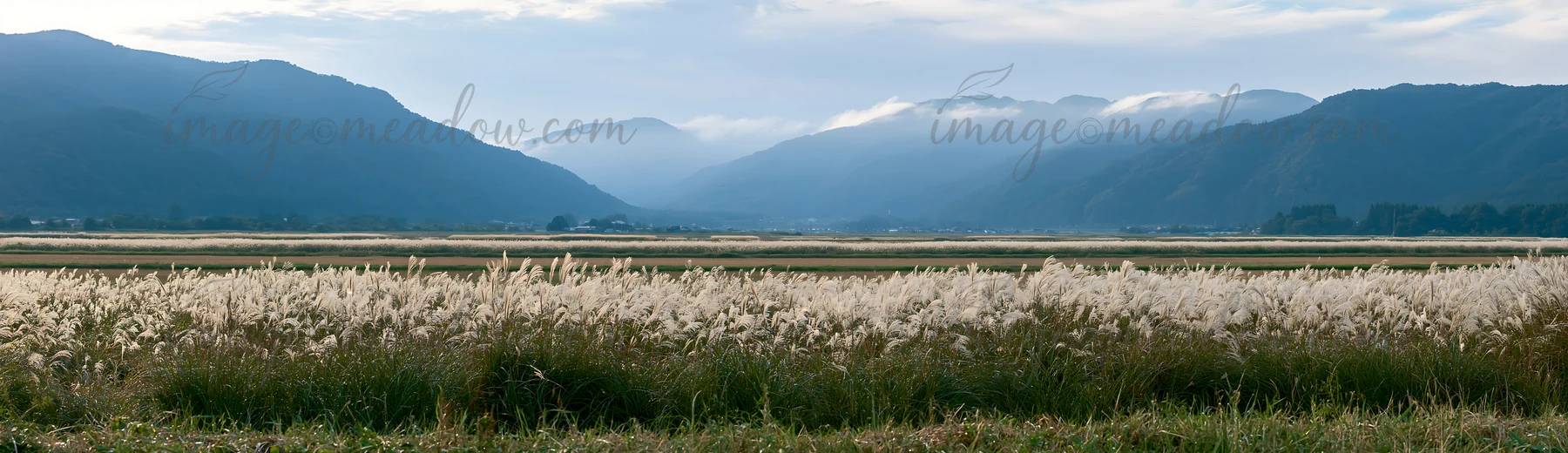 A Fukui native grass meadow with rain droplets. Clouds hang over the mountains in the background, creating a serene atmosphere during the rainy season.