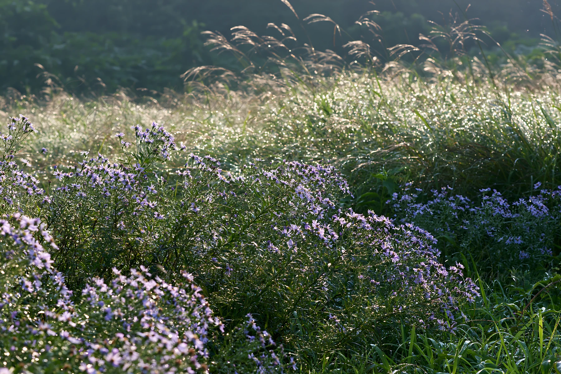 A meadow in Fukui shows native grass and blooming flowers covered with rain droplets. Sunlight filters through, creating a natural landscape. The scene captures