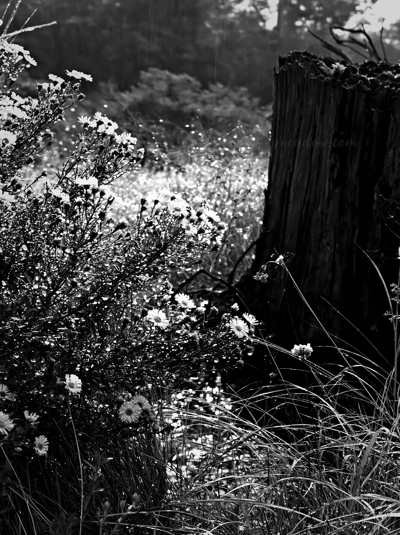 A weathered stump stands among wildflowers in a meadow. The scene shows grasses and small blossoms, creating a natural setting in Fukushima. Light reflects off